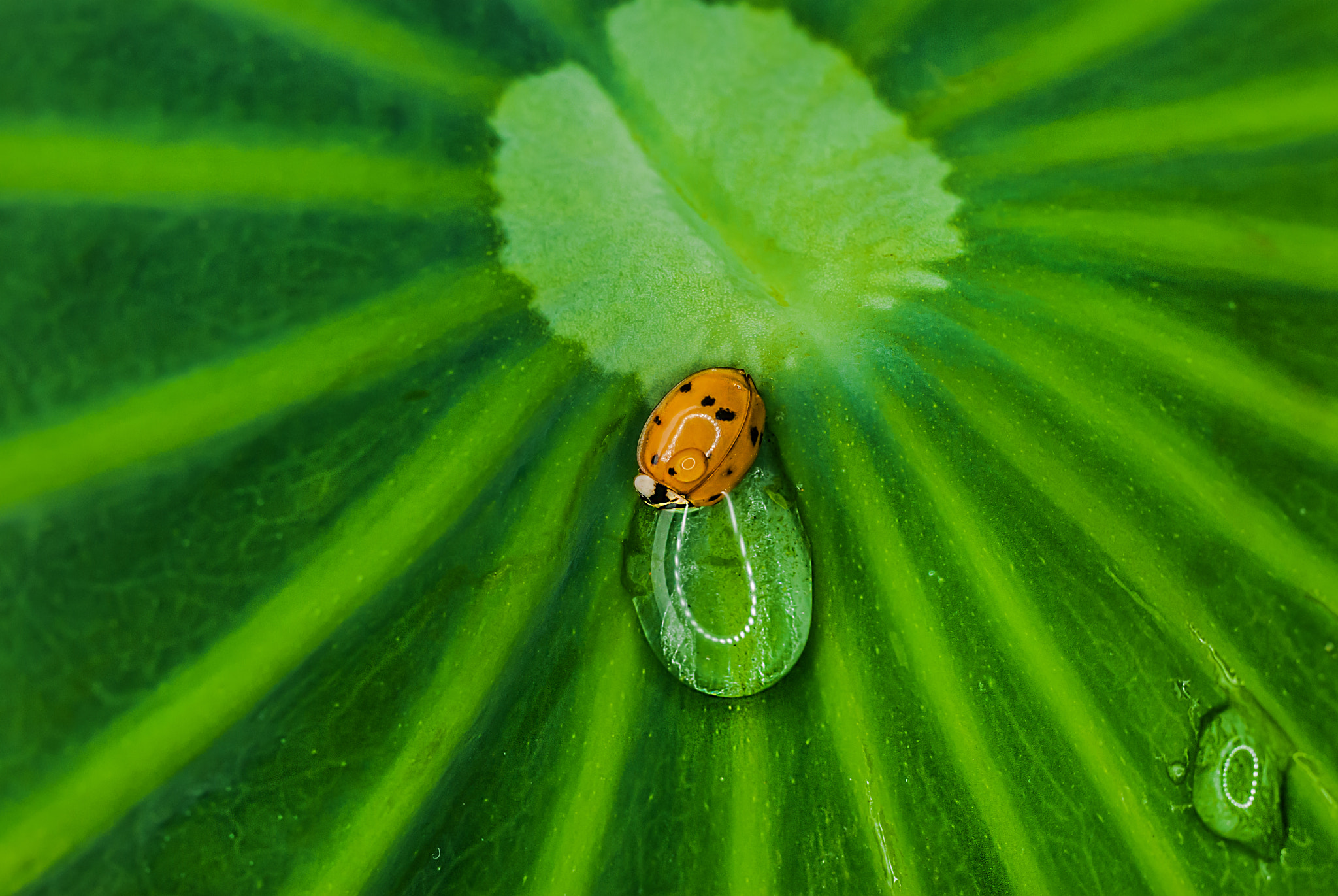 Nikon D200 + Sigma 50mm F2.8 EX DG Macro sample photo. Ladybug. photography
