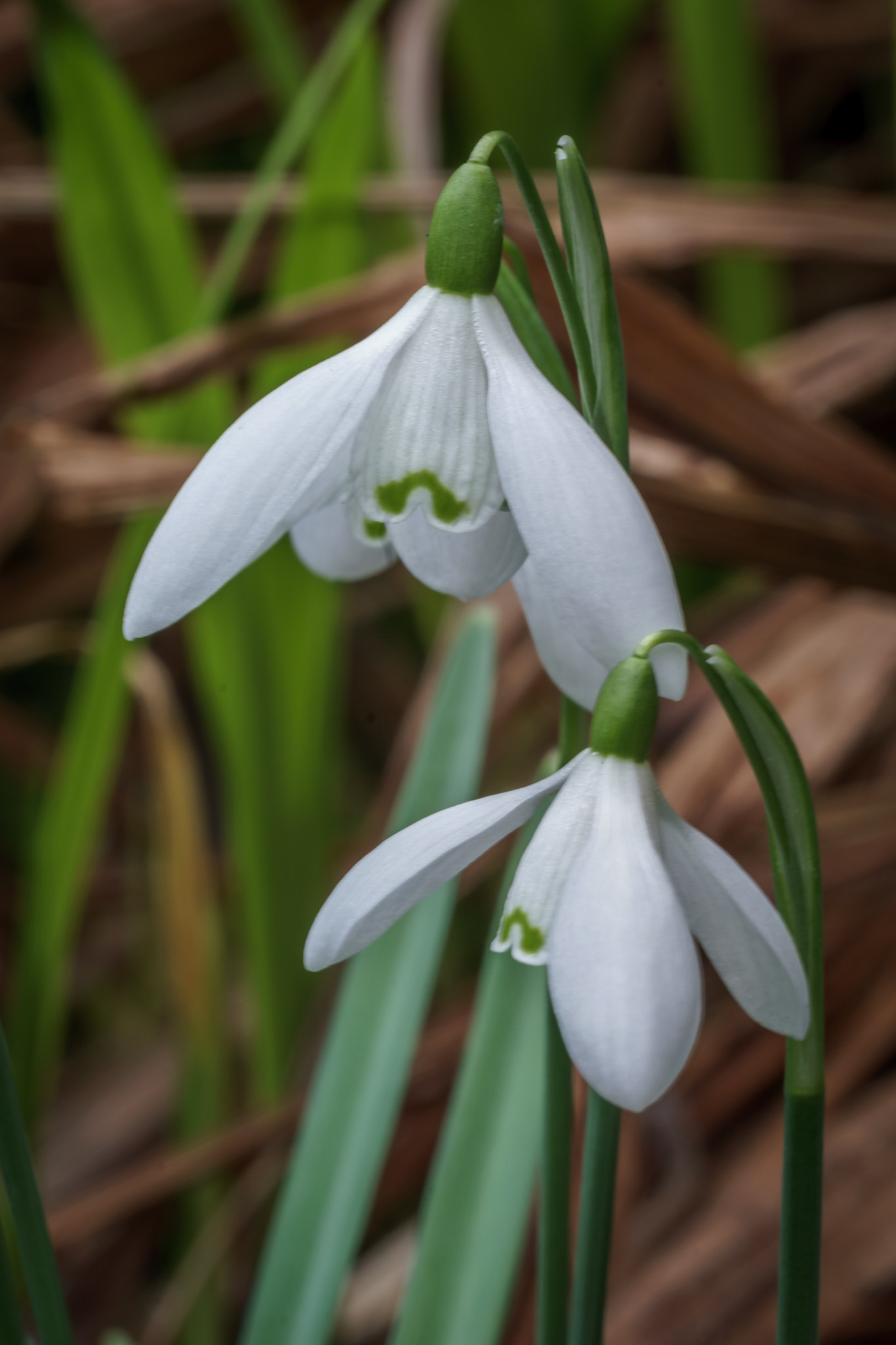 Sony a6000 + Canon EF 70-200mm F4L USM sample photo. Snowdrops photography