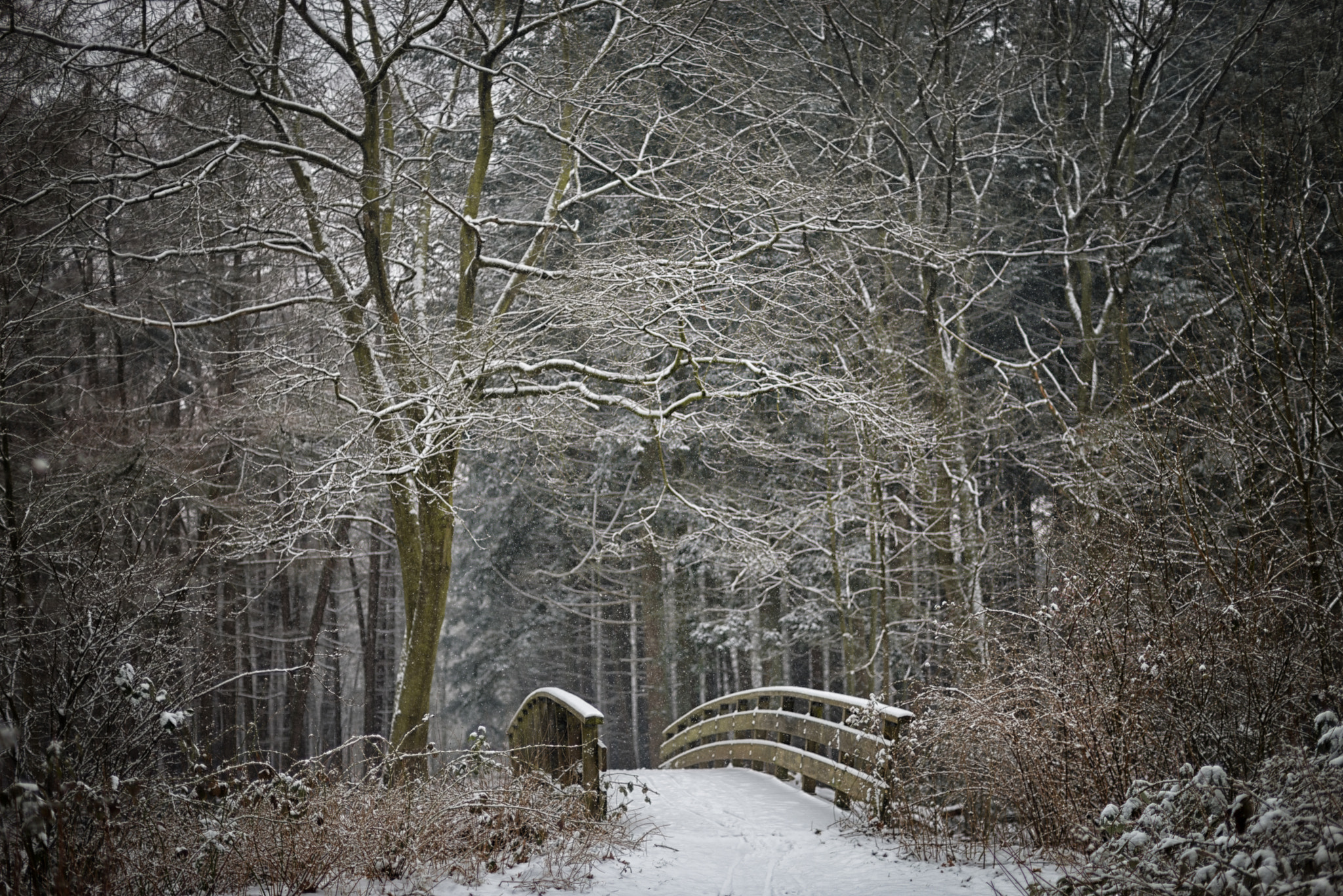 Nikon AF Nikkor 50mm F1.4D sample photo. Winter in the woods photography