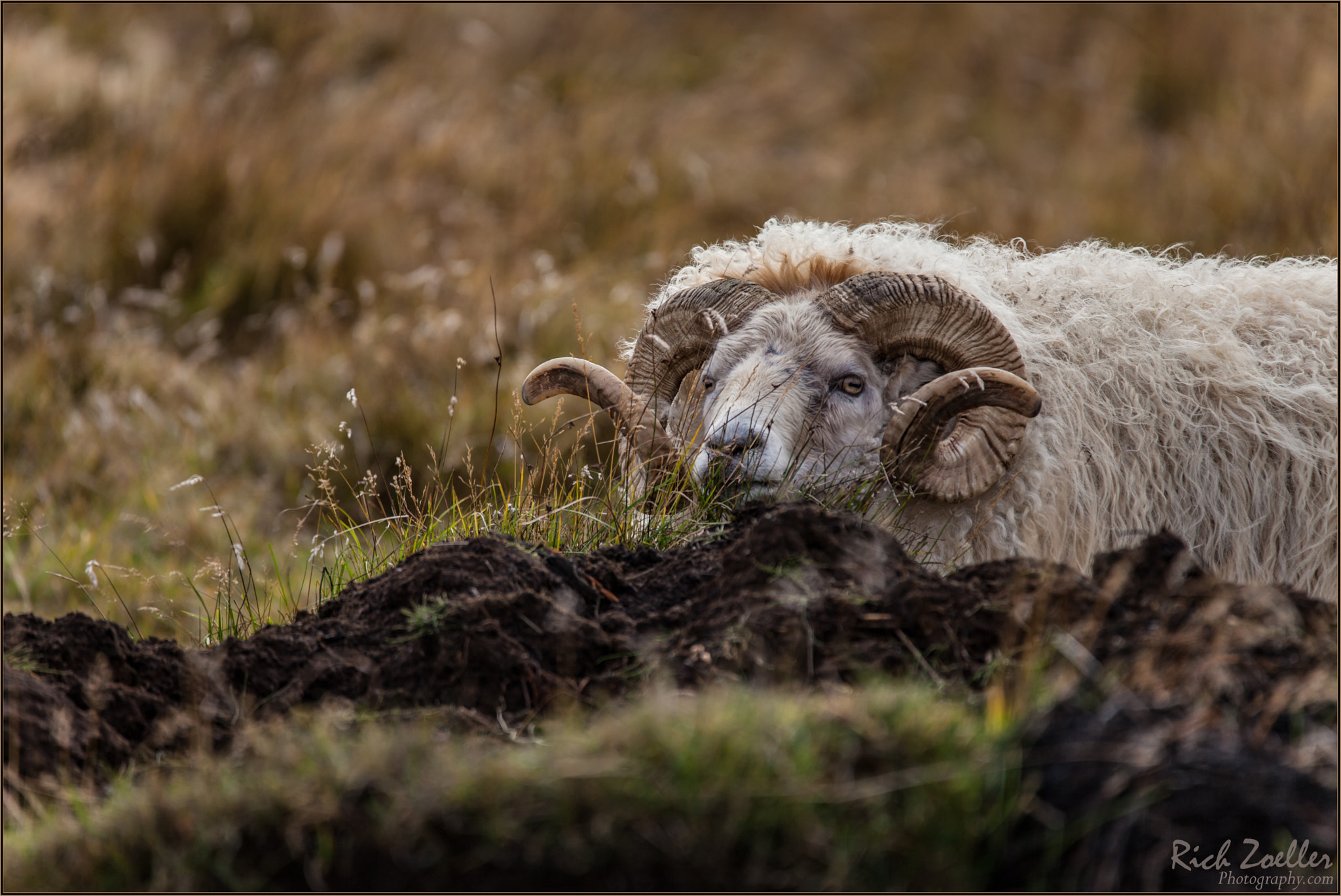 Sigma 150-600mm F5-6.3 DG OS HSM | C sample photo. ..icelandic ram in the wild.. photography
