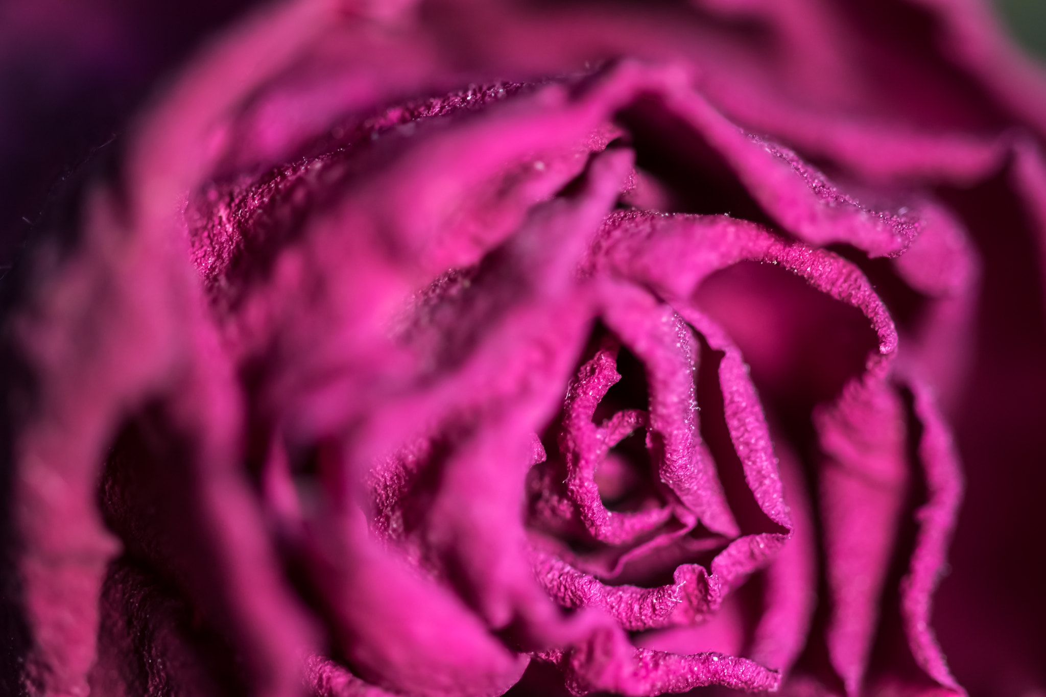 Sigma 105mm F2.8 EX DG OS HSM sample photo. Petals photography