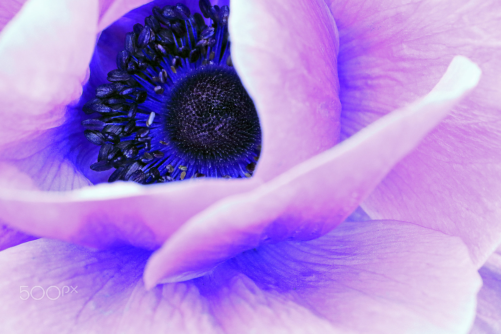 Canon EOS M3 + Canon EF-M 28mm F3.5 Macro IS STM sample photo. Anemone photography