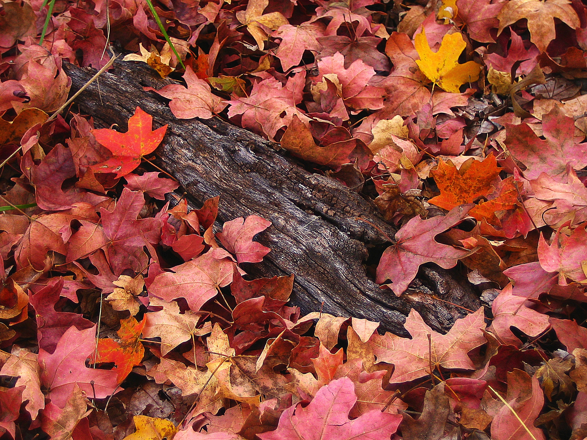 Canon POWERSHOT SD300 sample photo. Lost maples state park photography