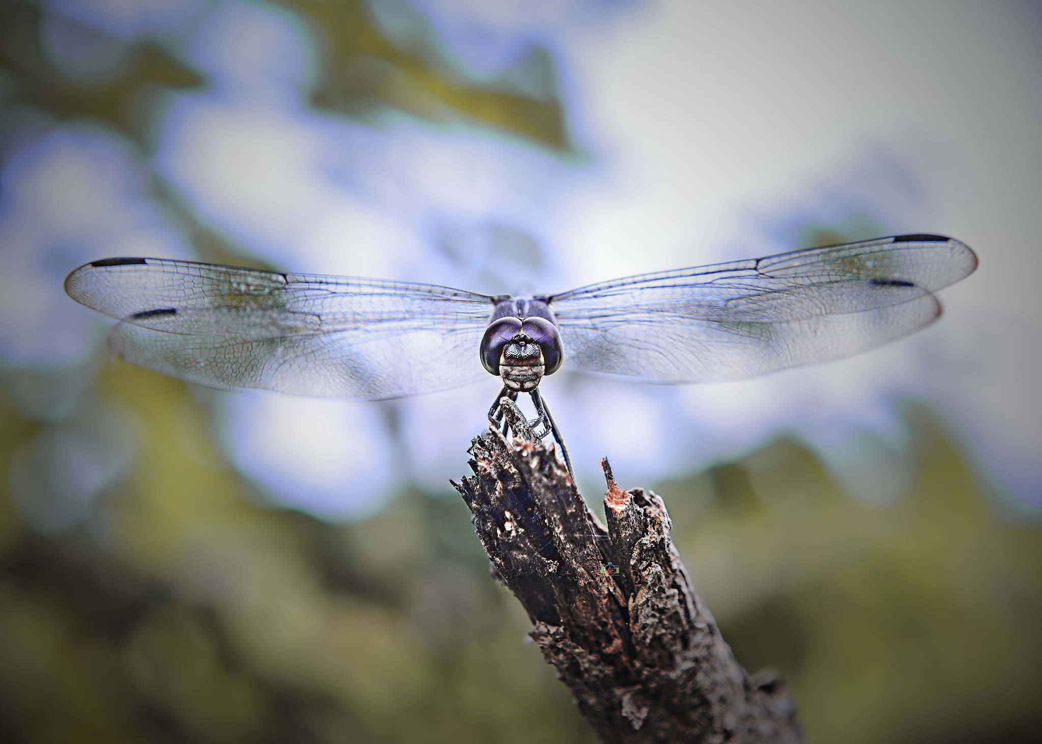 Nikon D800 sample photo. Dragon will fly photography