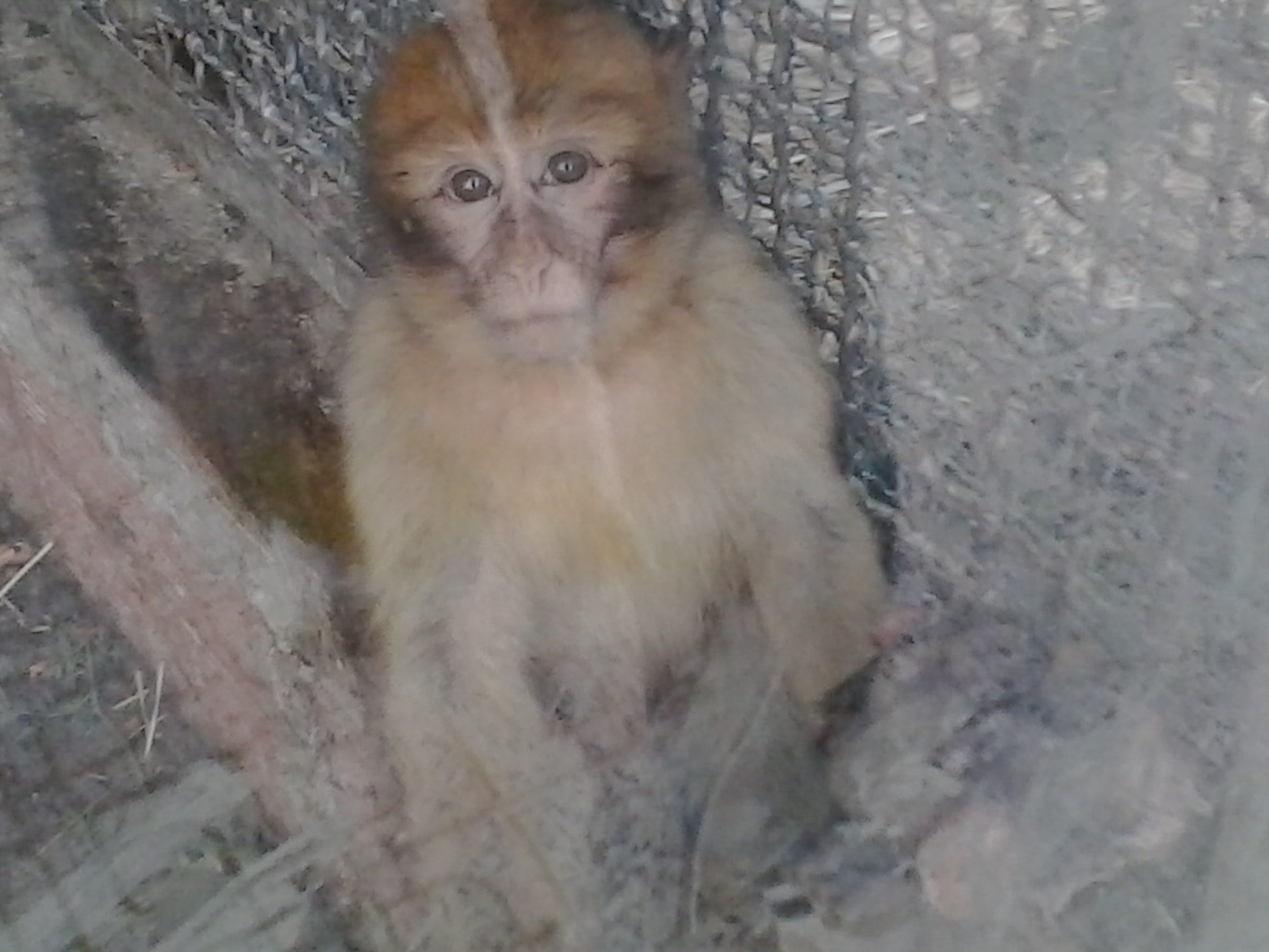 Samsung Galaxy Y Duos sample photo. Monkey photography