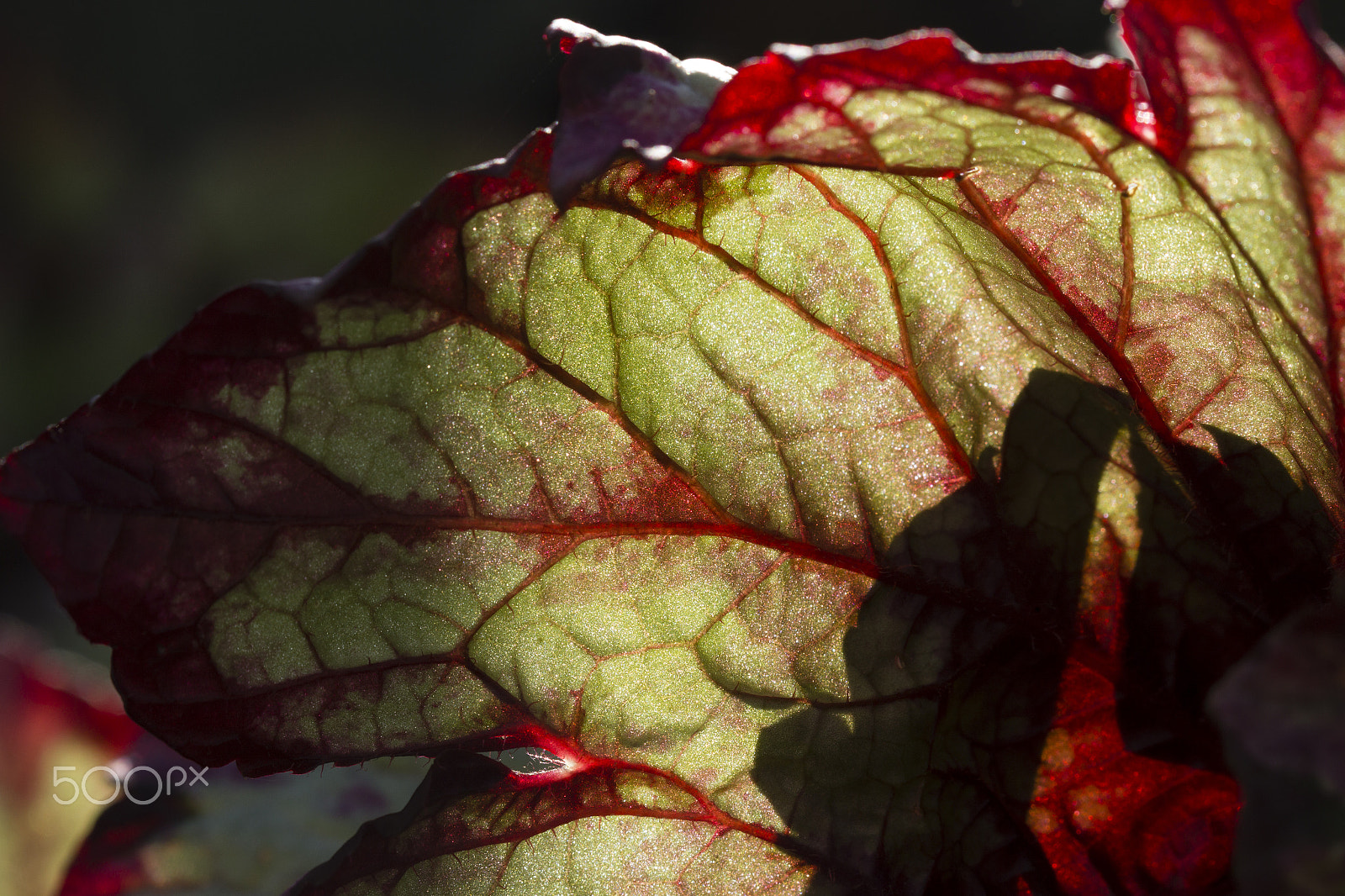 Canon EF 100mm F2.8 Macro USM sample photo. Bleeding through ! photography