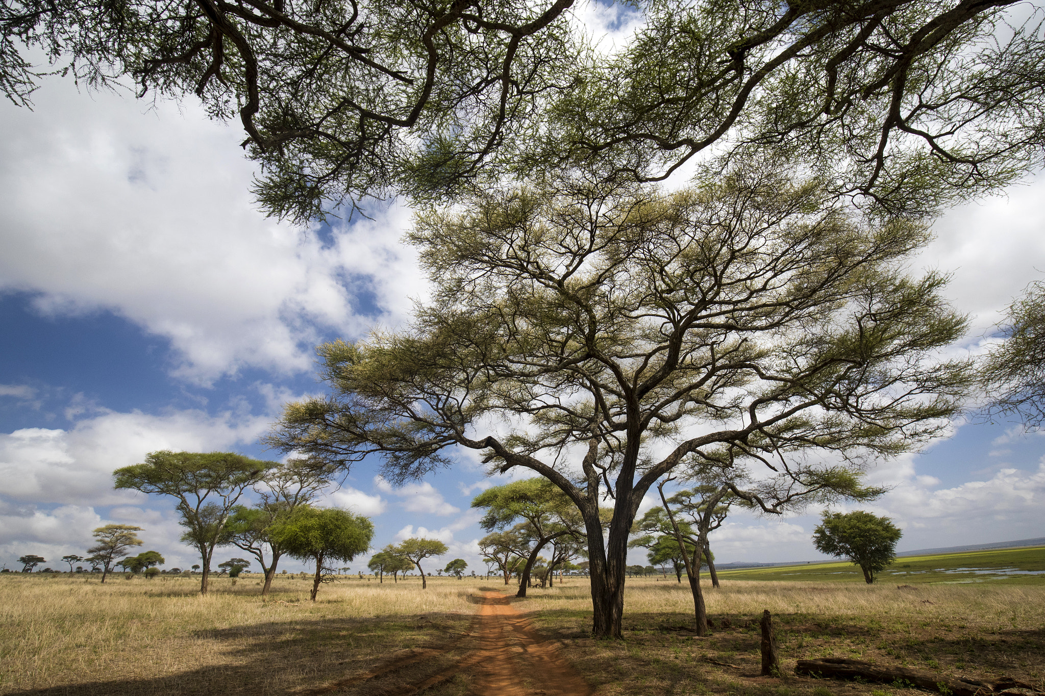 Canon EF 16-35mm F4L IS USM sample photo. Under the acacia tree photography