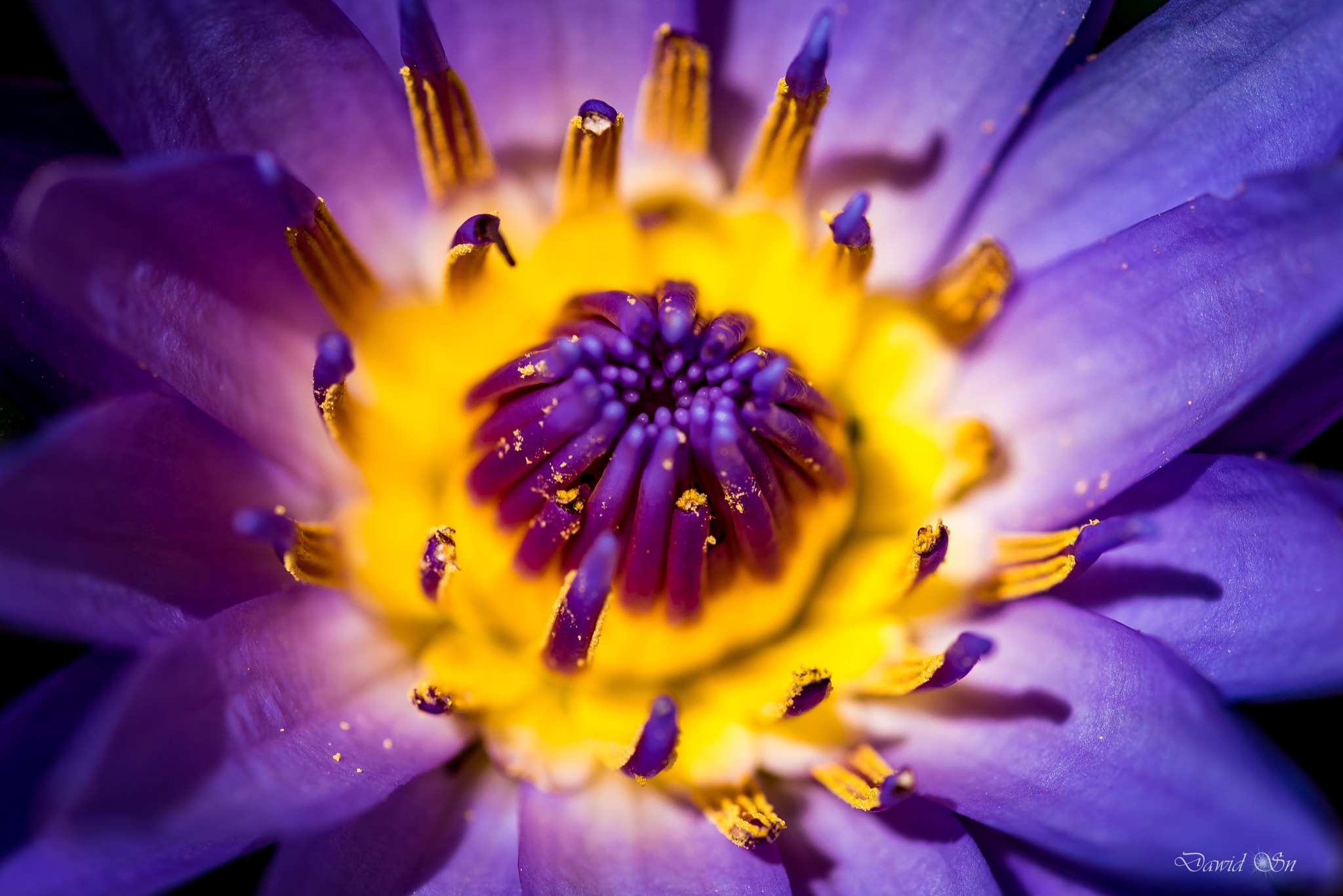 Tokina AT-X Pro 100mm F2.8 Macro sample photo. Flower photography