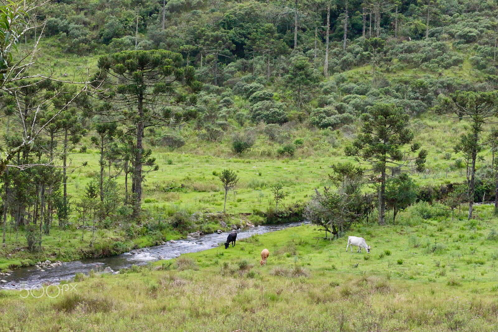 Canon EF 70-300mm F4-5.6 IS USM sample photo. Araucárias in the field... photography
