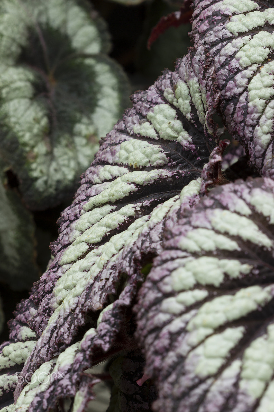 Canon EF 100mm F2.8 Macro USM sample photo. Leafy air bags photography