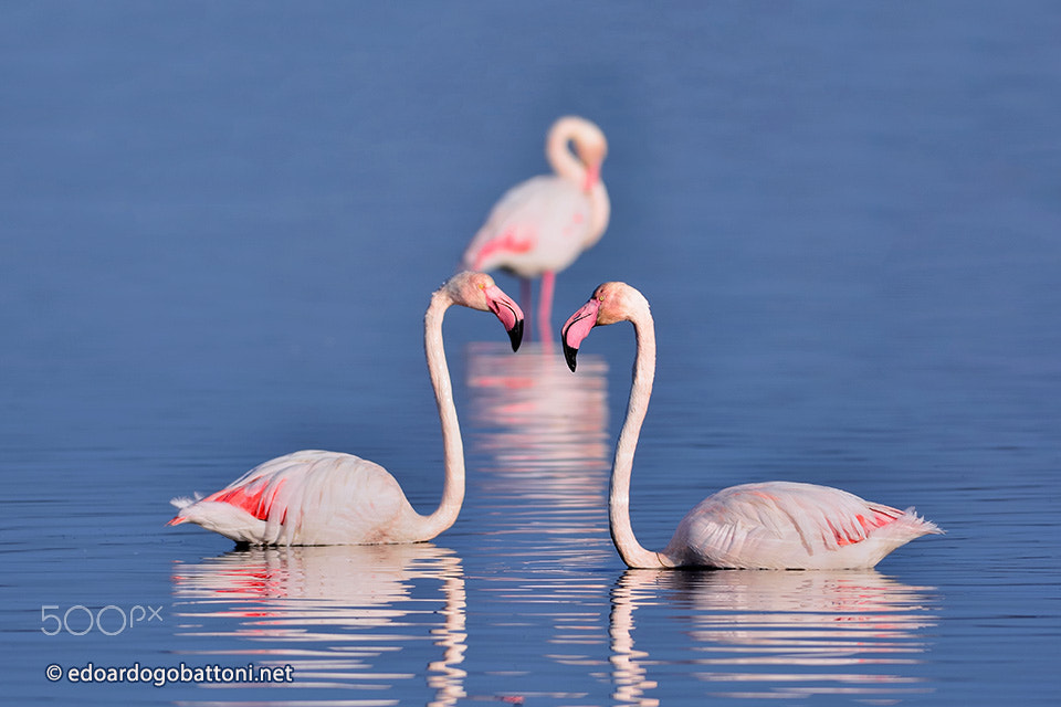 Nikon D7100 + Nikon AF-S Nikkor 300mm F4D ED-IF sample photo. Three pink flamingos photography