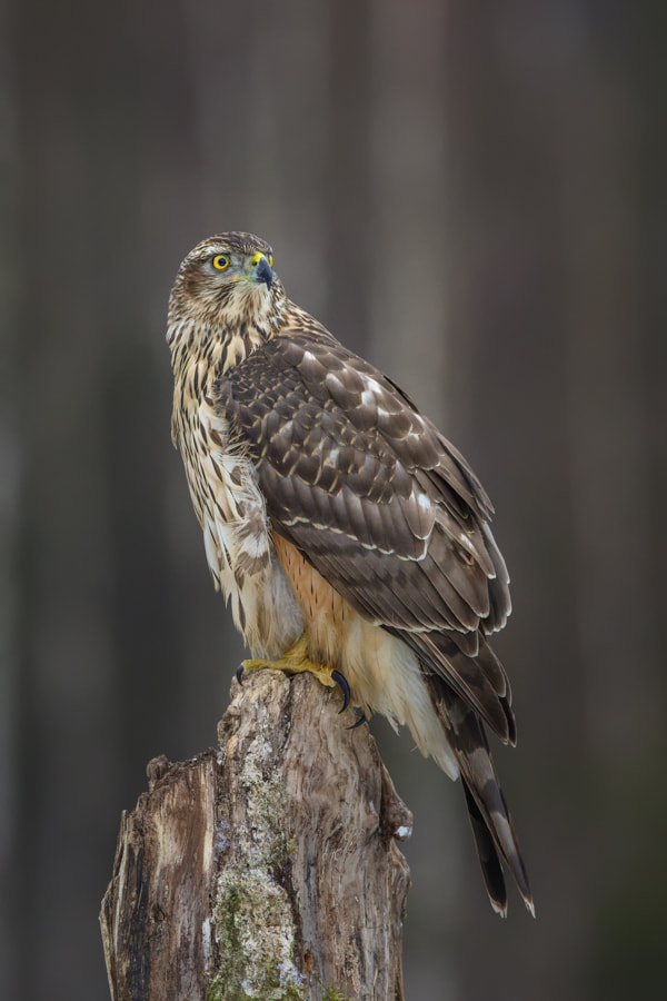 Canon EF 400mm F2.8L IS II USM sample photo. Goshawk photography