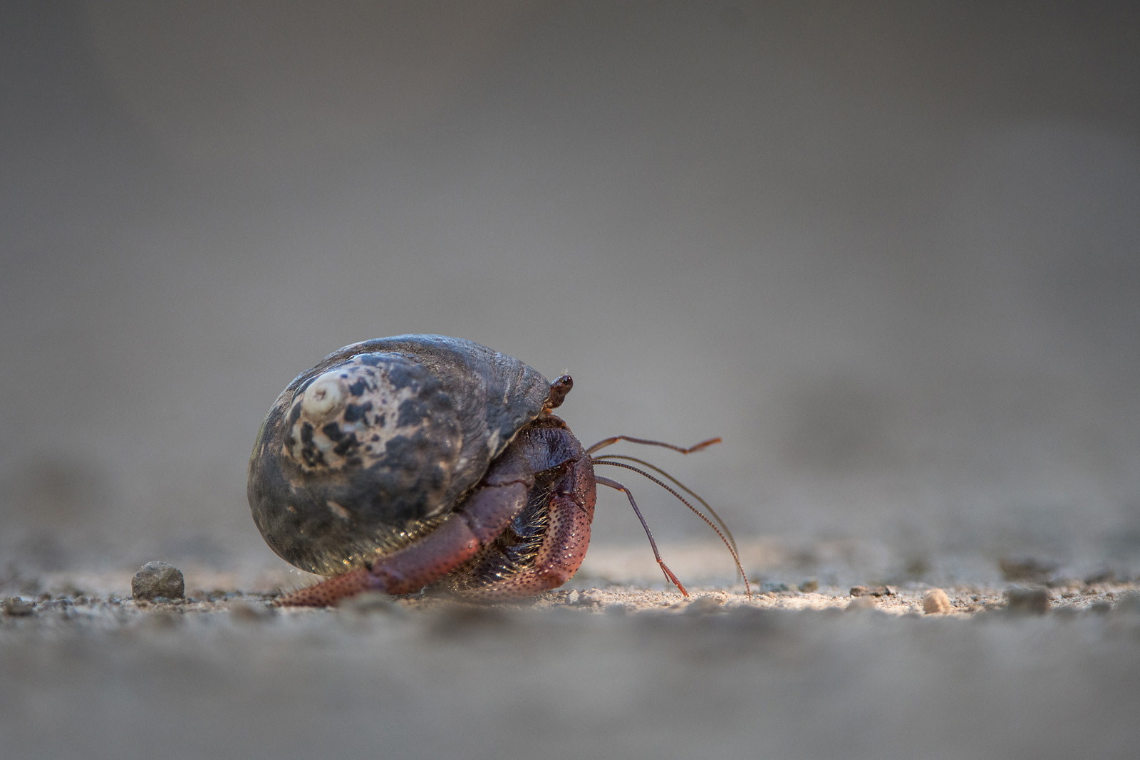 Nikon AF-S Nikkor 200-400mm F4G ED-IF VR sample photo. Hermit crab photography