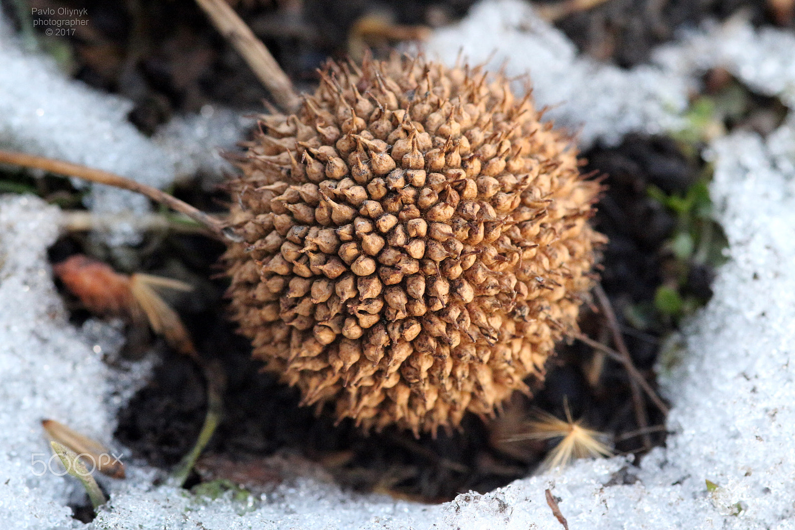Sigma 105mm F2.8 EX DG Macro sample photo. Sycamore photography