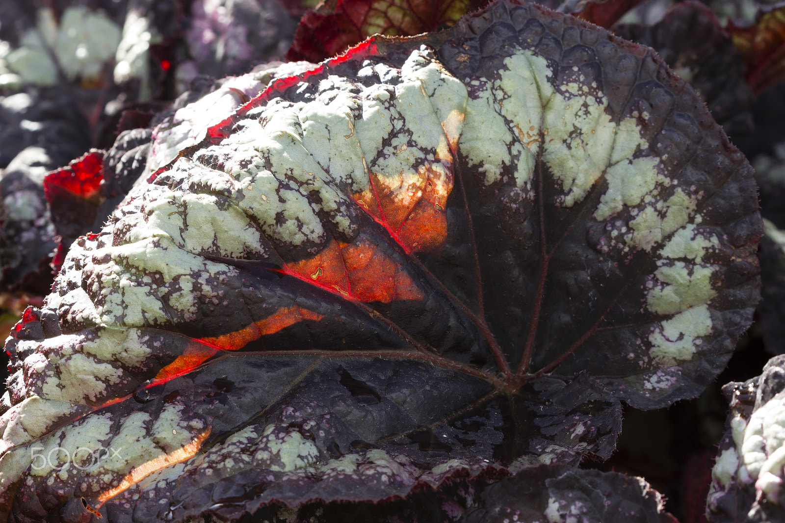 Canon EF 100mm F2.8 Macro USM sample photo. Heart warming glow ! photography