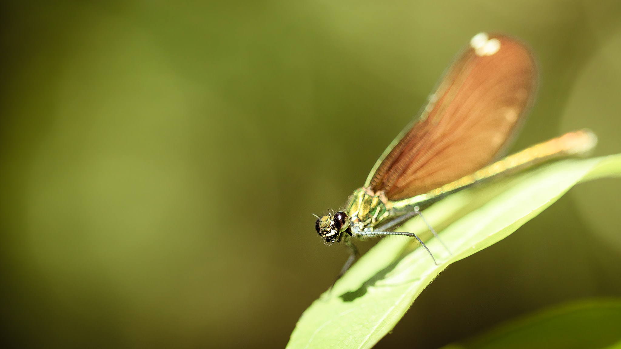 Canon EF 100mm F2.8 Macro USM sample photo. Macro photography