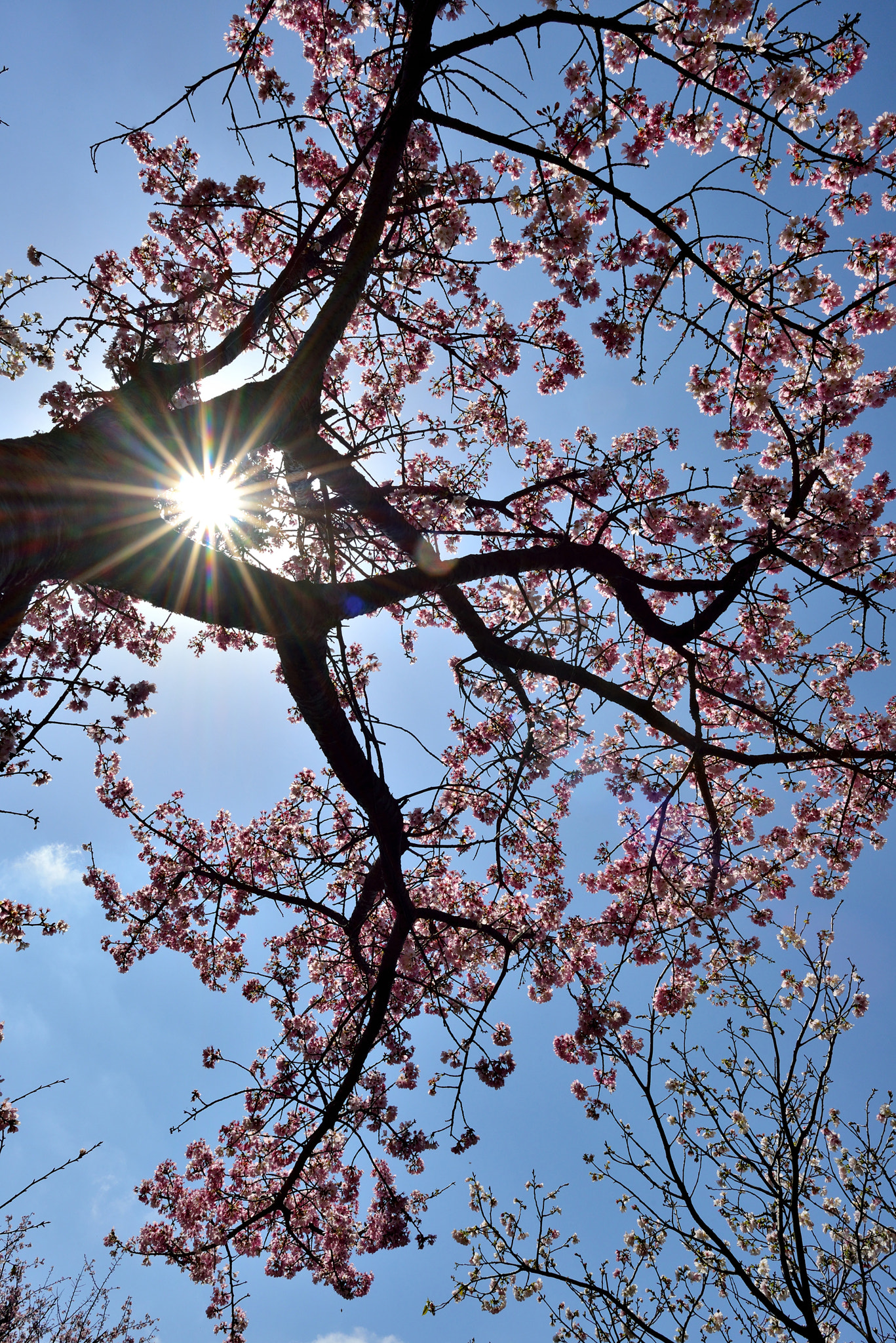 Nikon D800 + Nikon AF-S Nikkor 24mm F1.4G ED sample photo. You are even more beautiful under the sun. photography