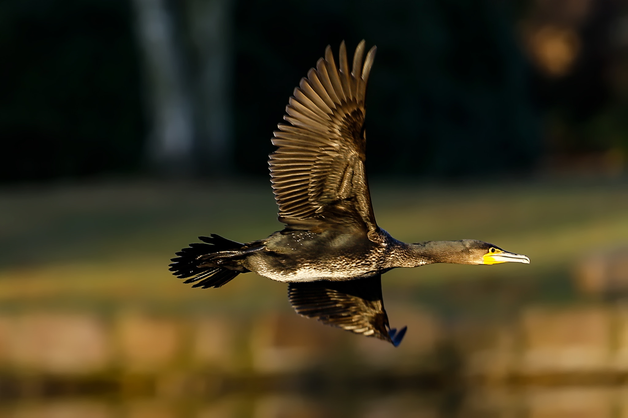 Canon EF 200mm F2L IS USM sample photo. And go photography