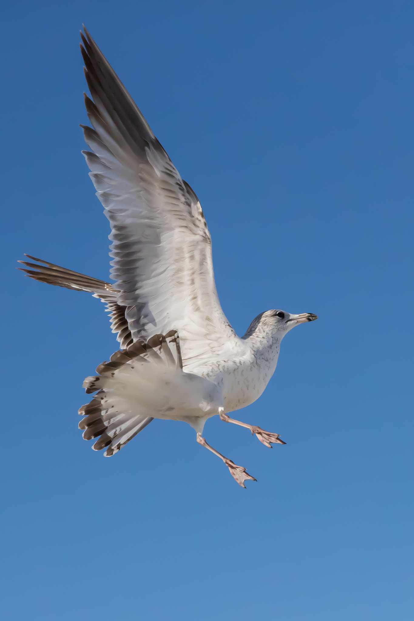Canon EOS-1D X Mark II sample photo. Ring billed gull photography