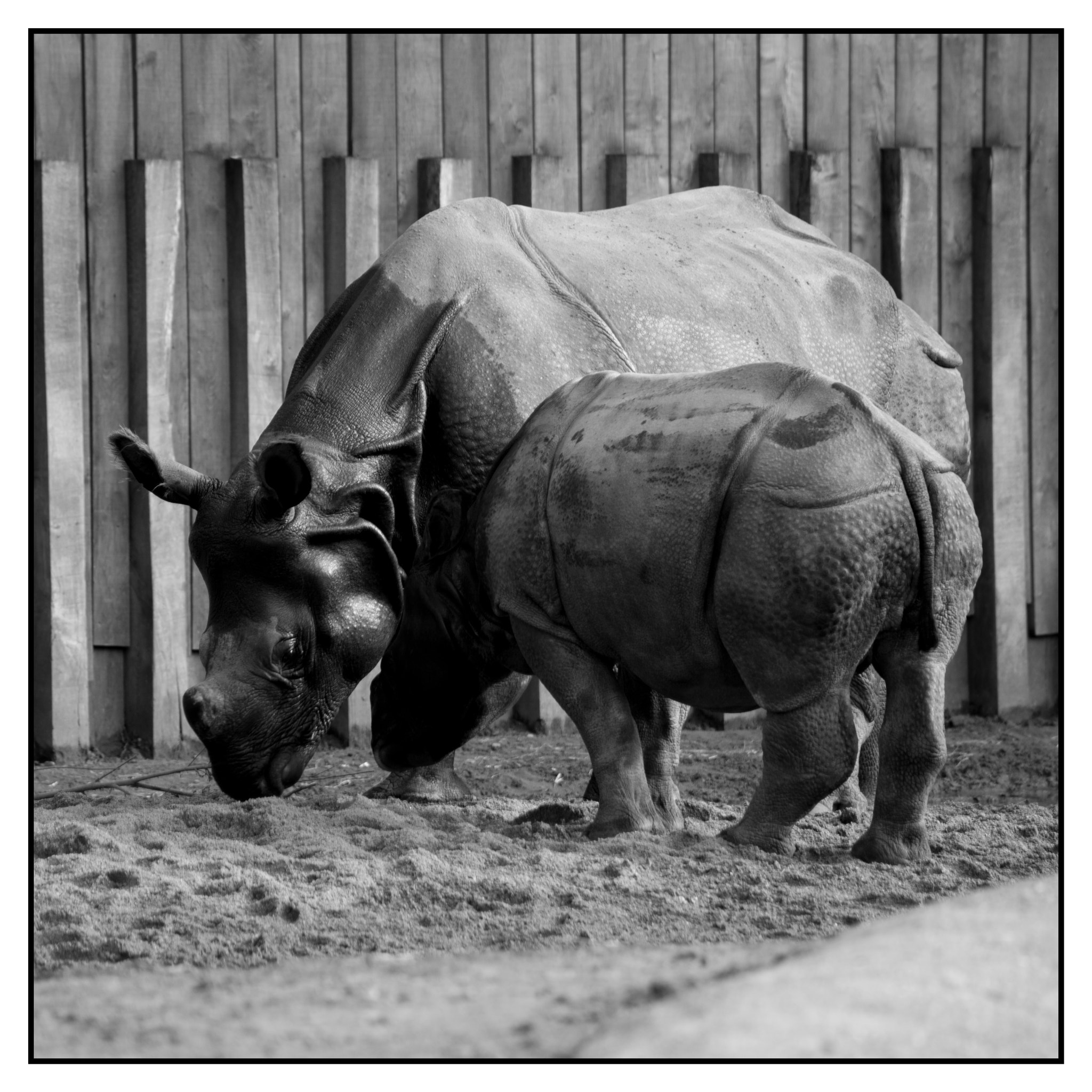 Canon EOS 6D sample photo. #rhino photography
