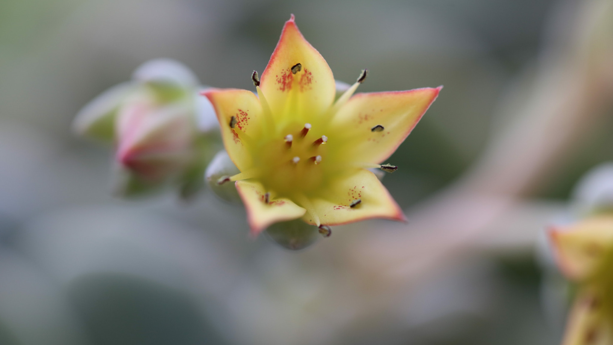 Canon EOS 5DS sample photo