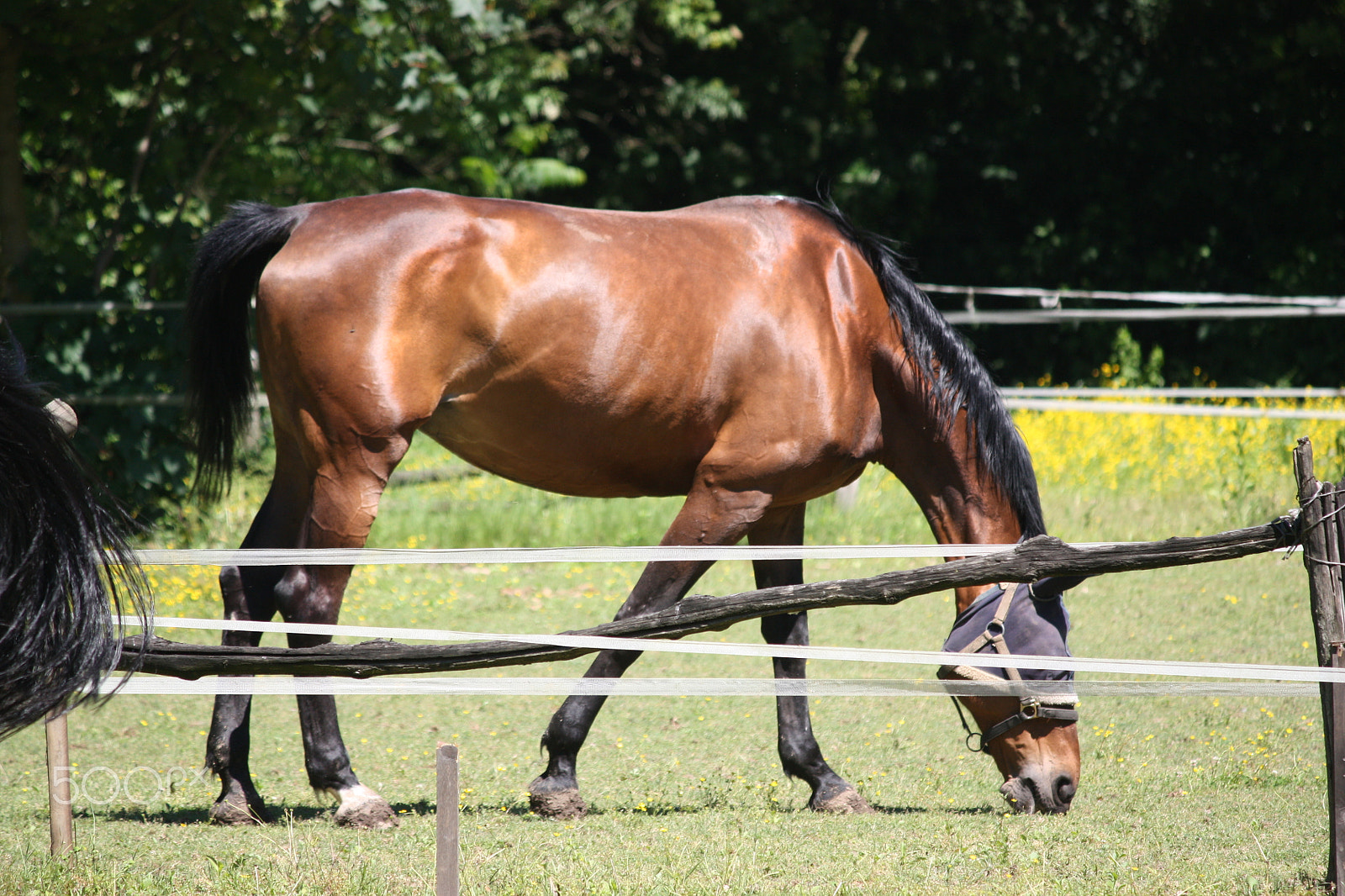 Canon EF-S 55-250mm F4-5.6 IS sample photo. Horse photography