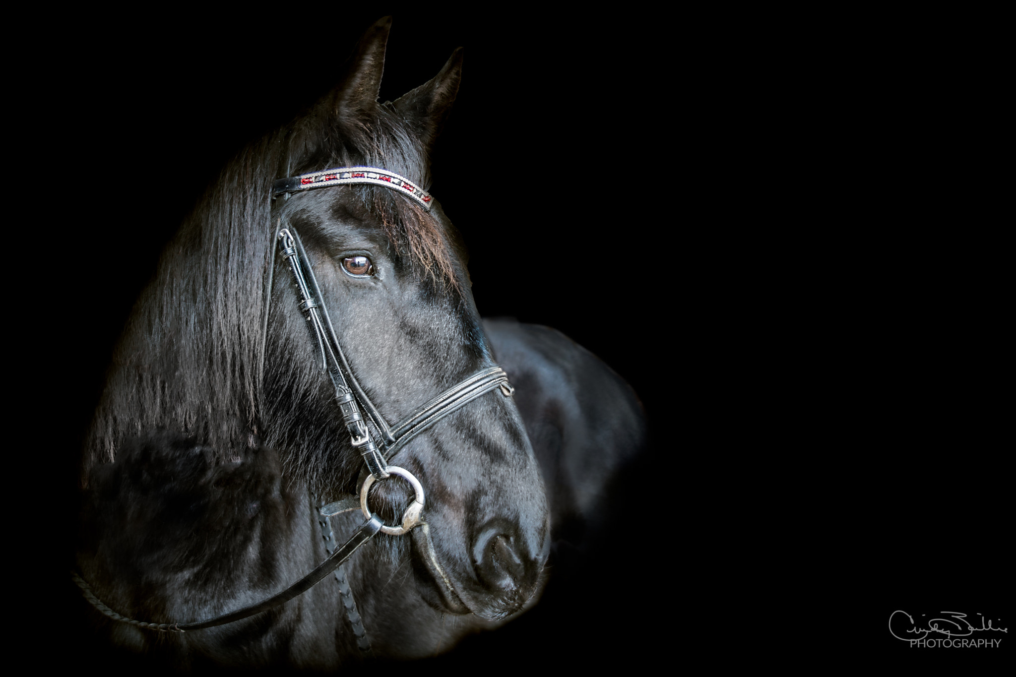 Sigma 24-70mm F2.8 EX DG HSM sample photo. Beautiful friesian mare portrait photography