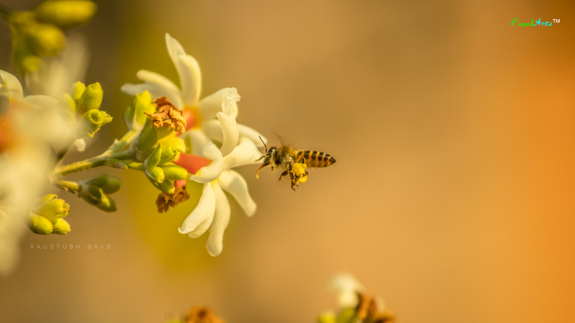 Canon EOS 80D + Canon EF 70-200mm F4L USM sample photo. "bee" photography