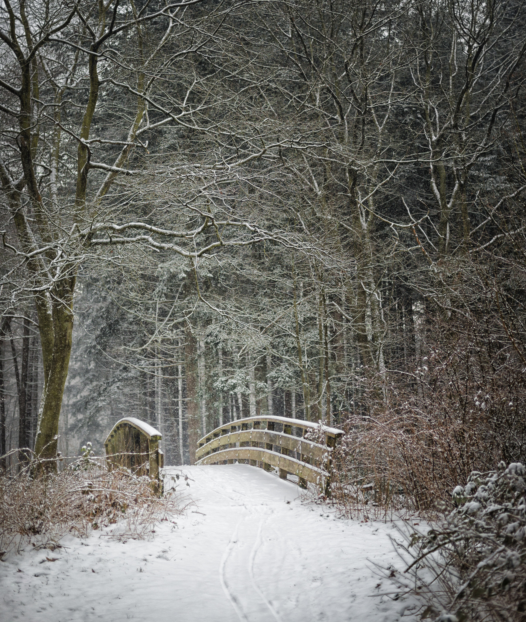 Nikon D610 + Nikon AF Nikkor 50mm F1.4D sample photo. Winter in the woods ii photography