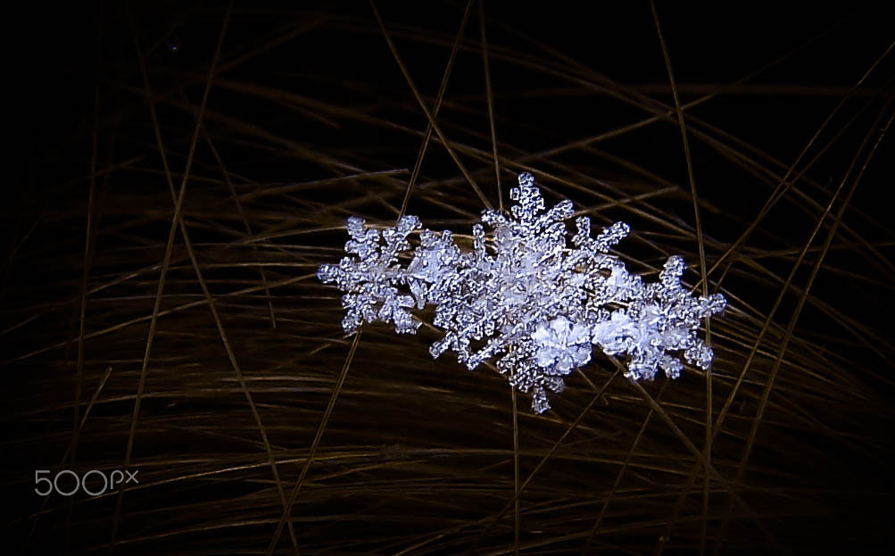 Kodak EASYSHARE Z710 ZOOM DIGITAL CAMERA sample photo. Snowflakes in my hair photography