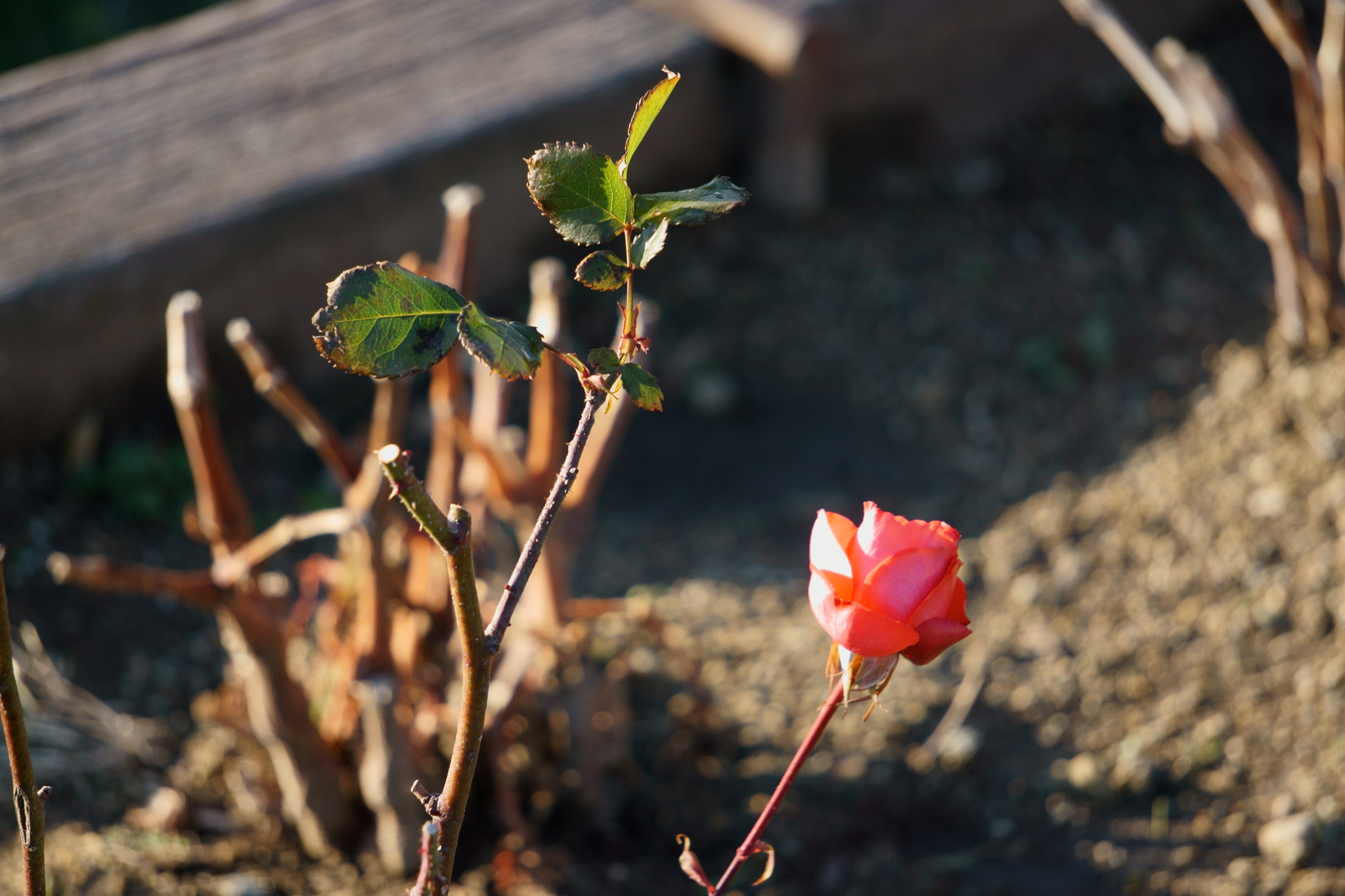 Sony FE 24-240mm F3.5-6.3 OSS sample photo. 寒空の一輪の薔薇 photography