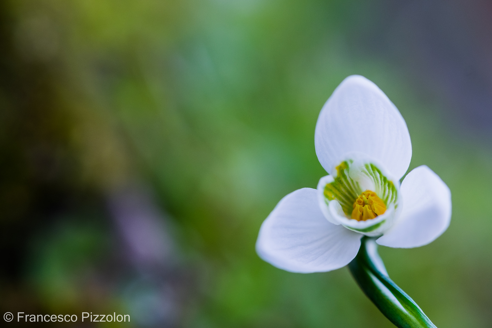 Fujifilm X-T10 + Fujifilm XF 60mm F2.4 R Macro sample photo. White flower photography