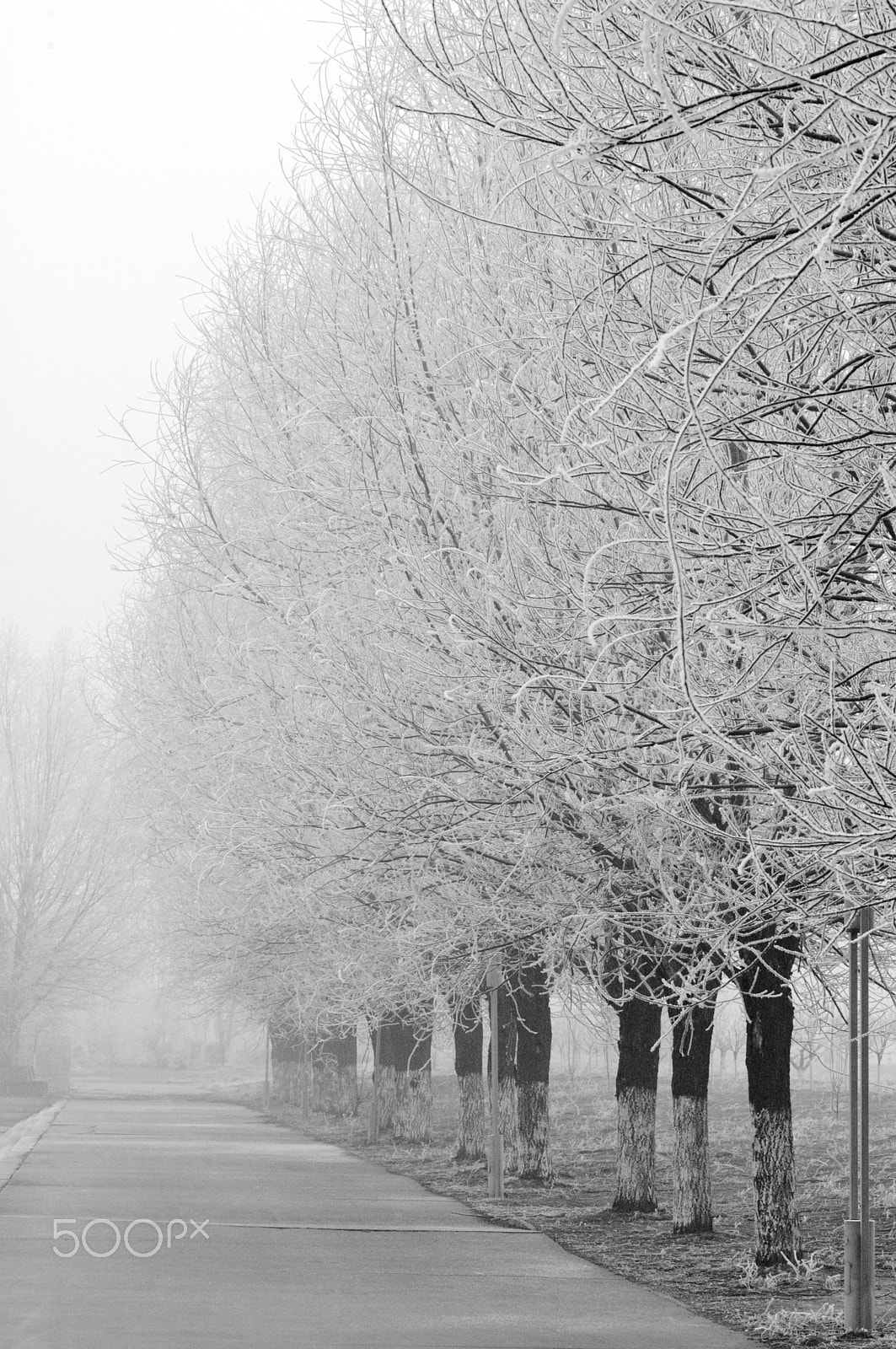 Nikon D70 + Nikon AF Micro-Nikkor 60mm F2.8D sample photo. Dsc_0093-1.jpg photography