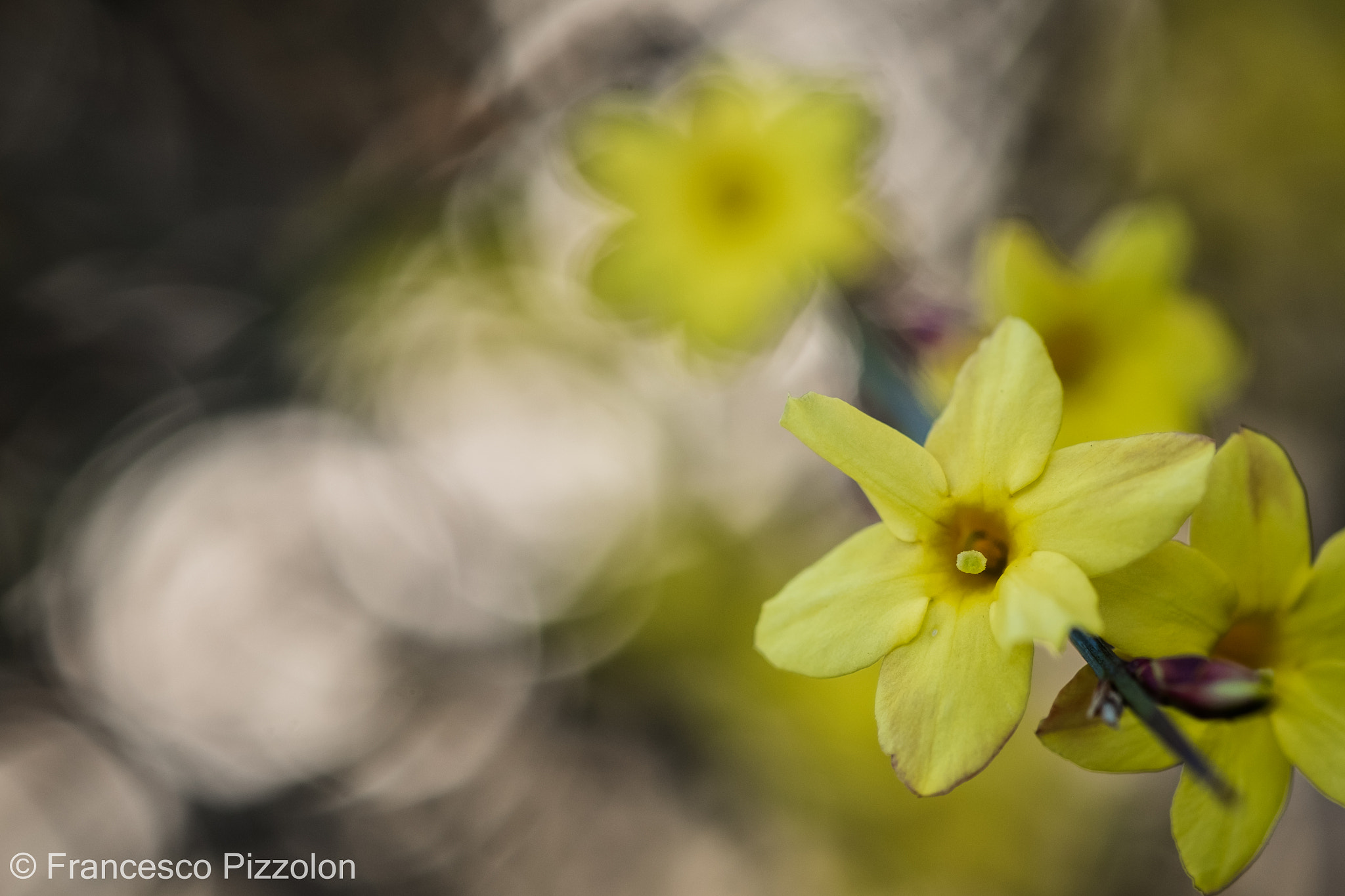 Fujifilm X-T10 + Fujifilm XF 60mm F2.4 R Macro sample photo. Yellow flower photography