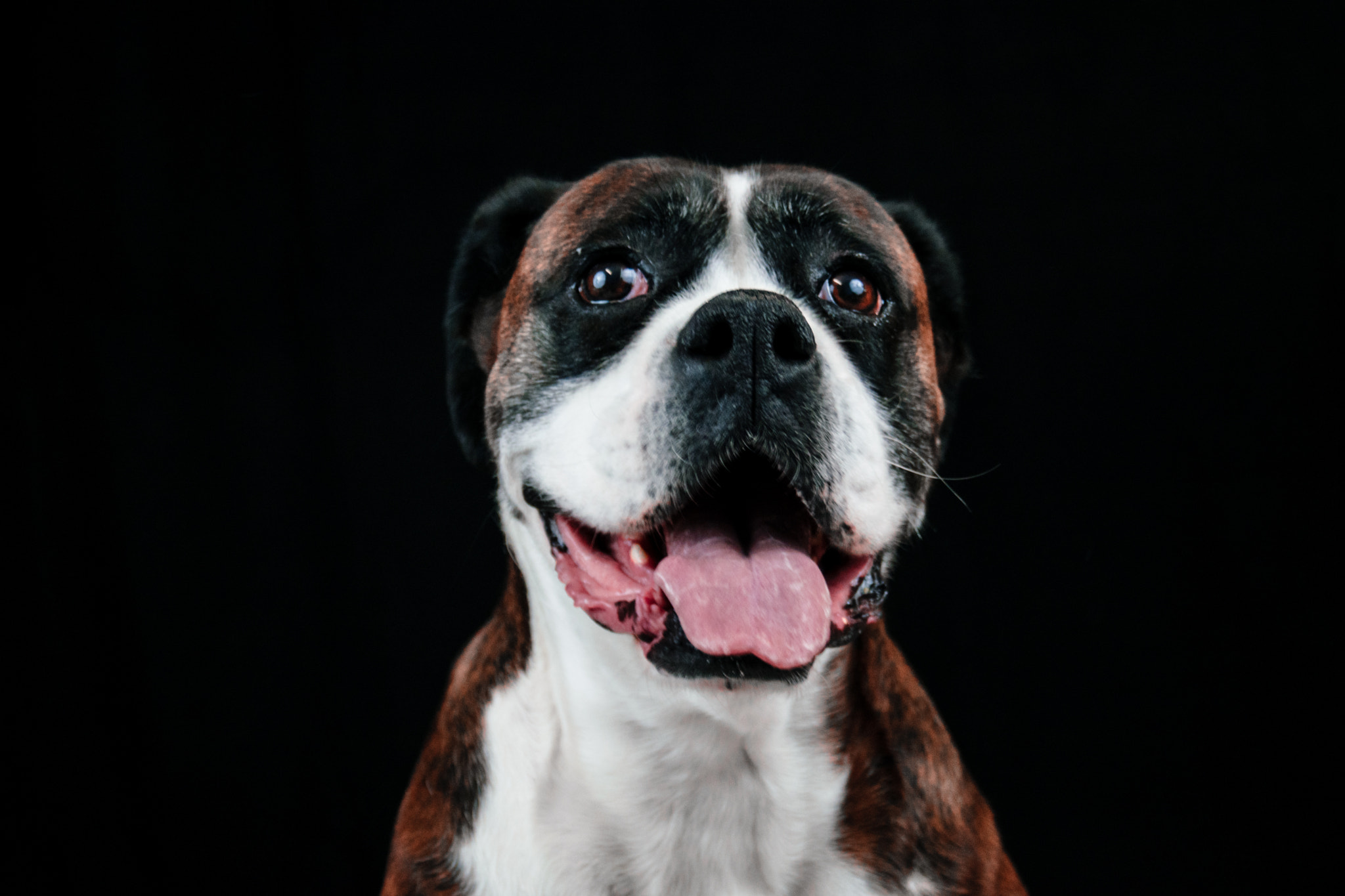 AF Zoom-Nikkor 28-80mm f/3.3-5.6G sample photo. Perro photography