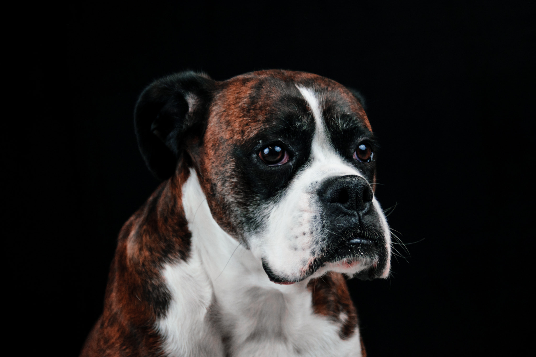 AF Zoom-Nikkor 28-80mm f/3.3-5.6G sample photo. Perro photography