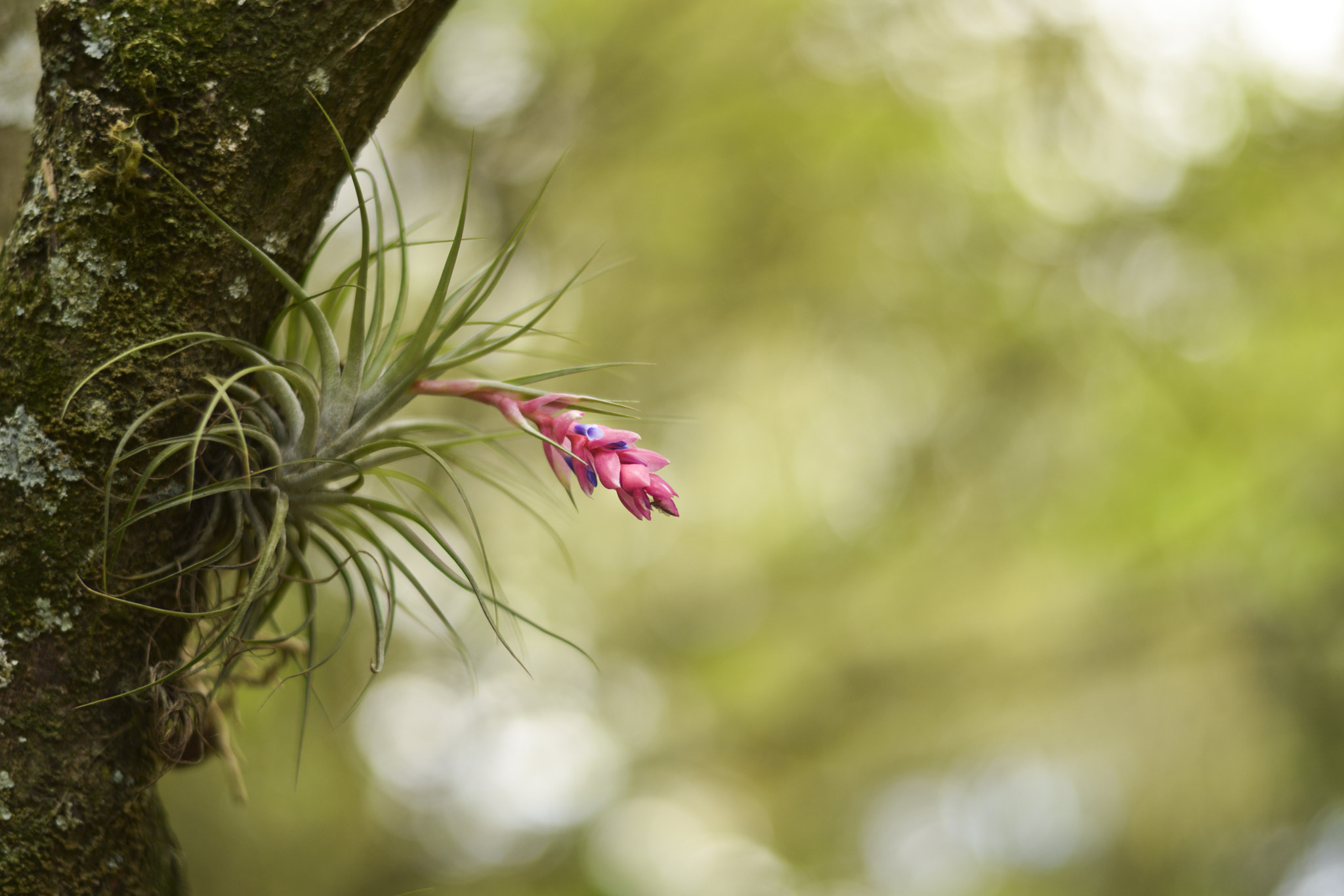 Nikon D5300 + Zeiss Milvus 85mm f/1.4 sample photo