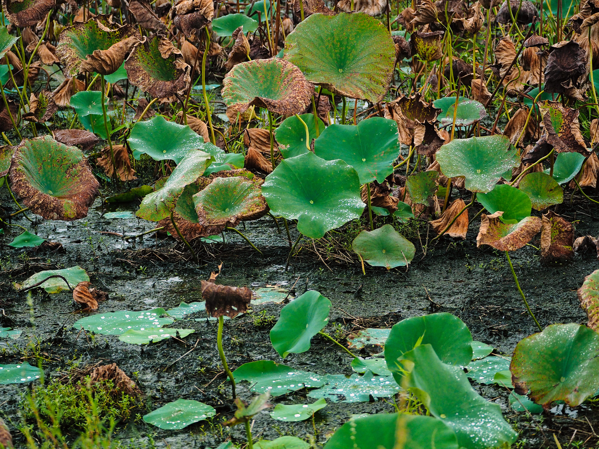 Olympus OM-D E-M5 II sample photo. Glistening rain on the la chua trail photography