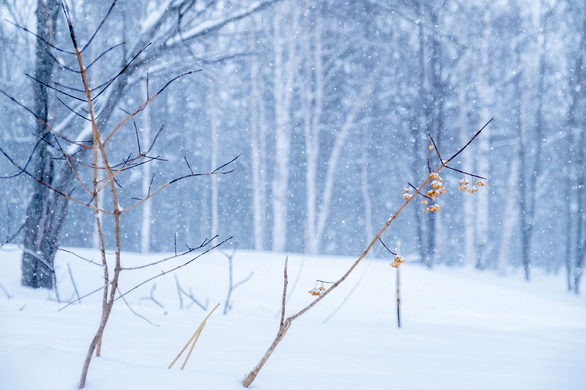 Fujifilm X-Pro1 + Fujifilm XF 16-55mm F2.8 R LM WR sample photo. Snow photography