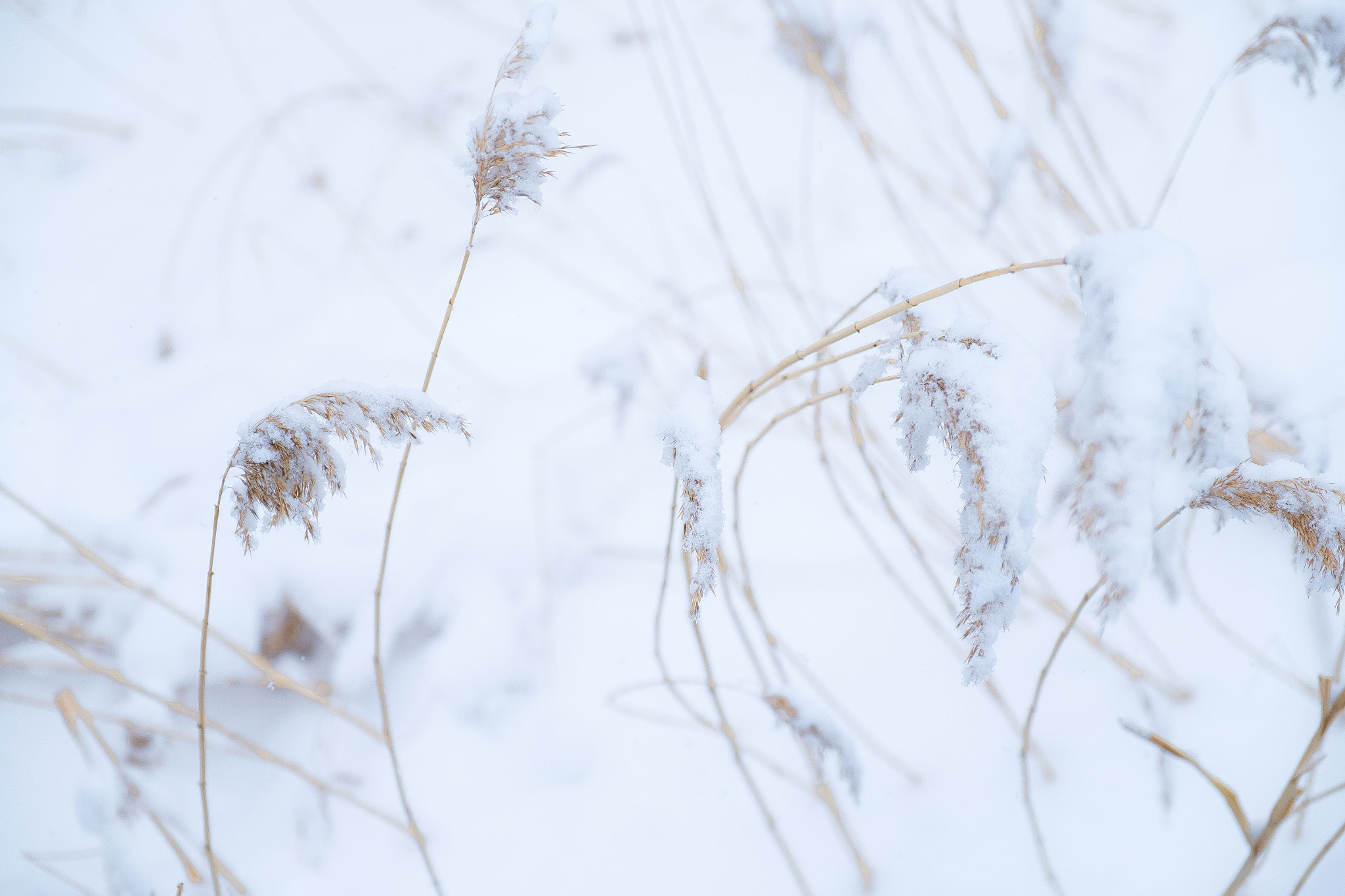 Fujifilm X-Pro1 + Fujifilm XF 16-55mm F2.8 R LM WR sample photo. Snow photography