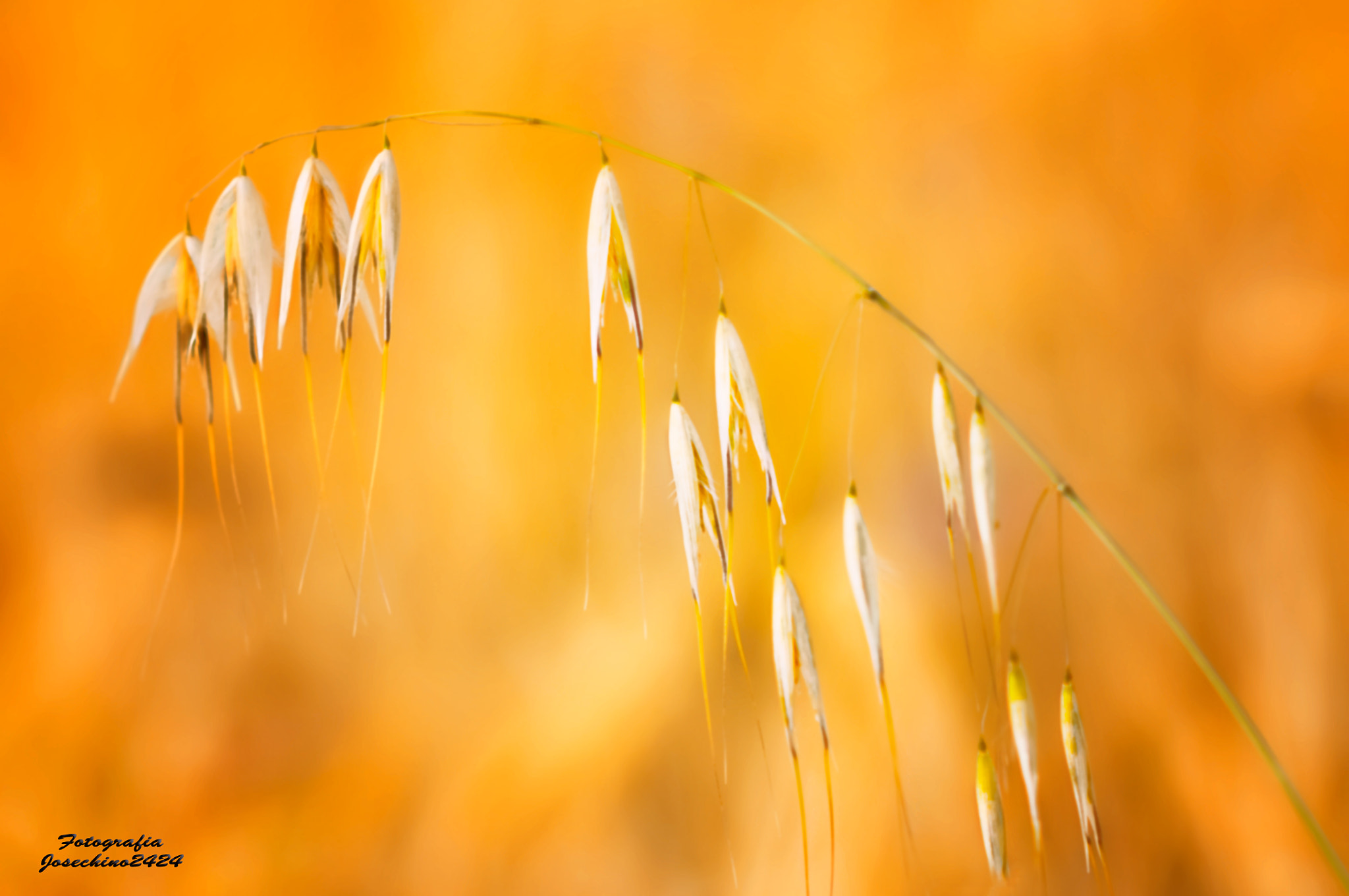 AF DC-Nikkor 135mm f/2D sample photo. Suspiros de fragilidad photography