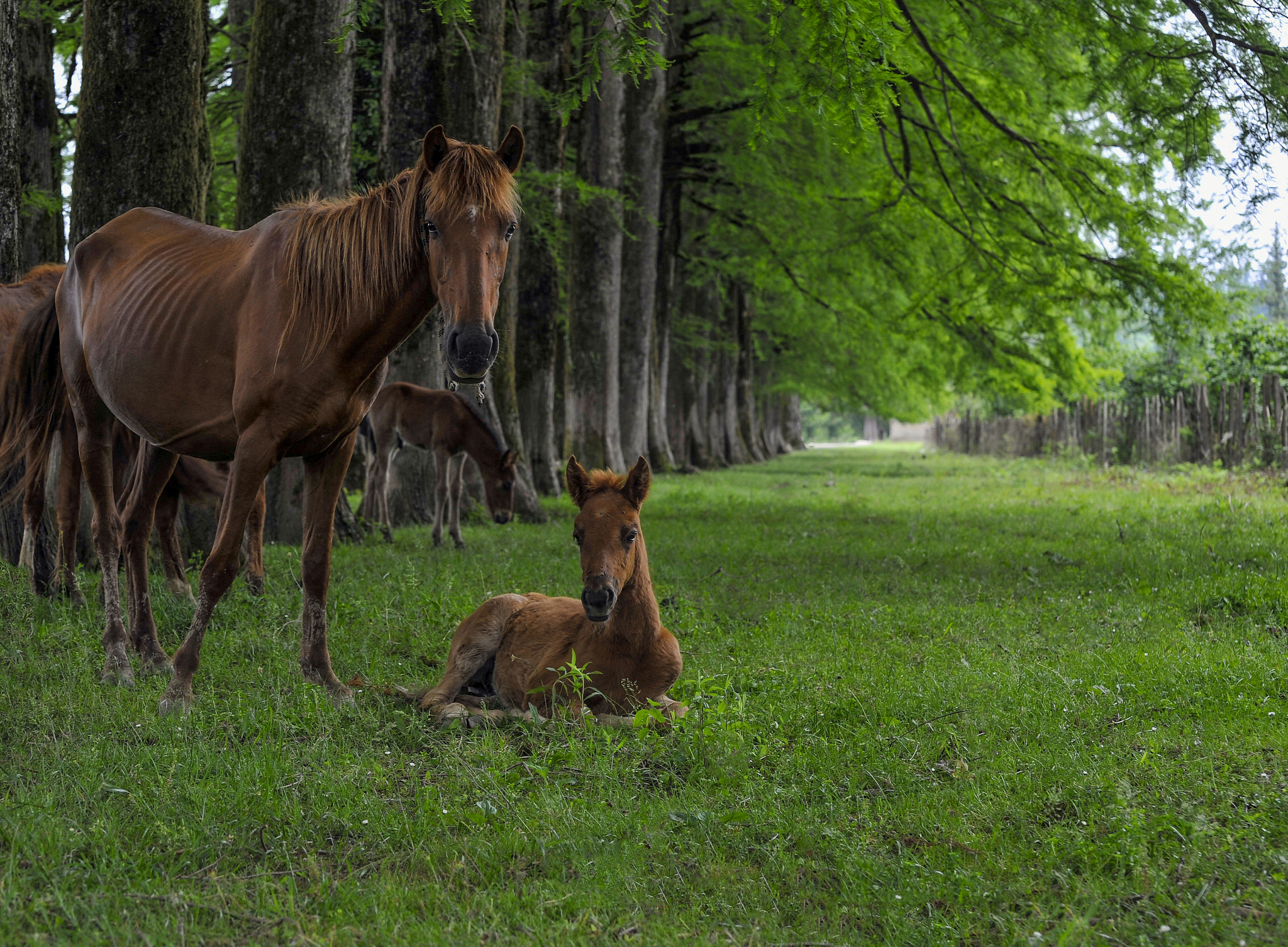 Nikon D3 sample photo. Houres in nature photography