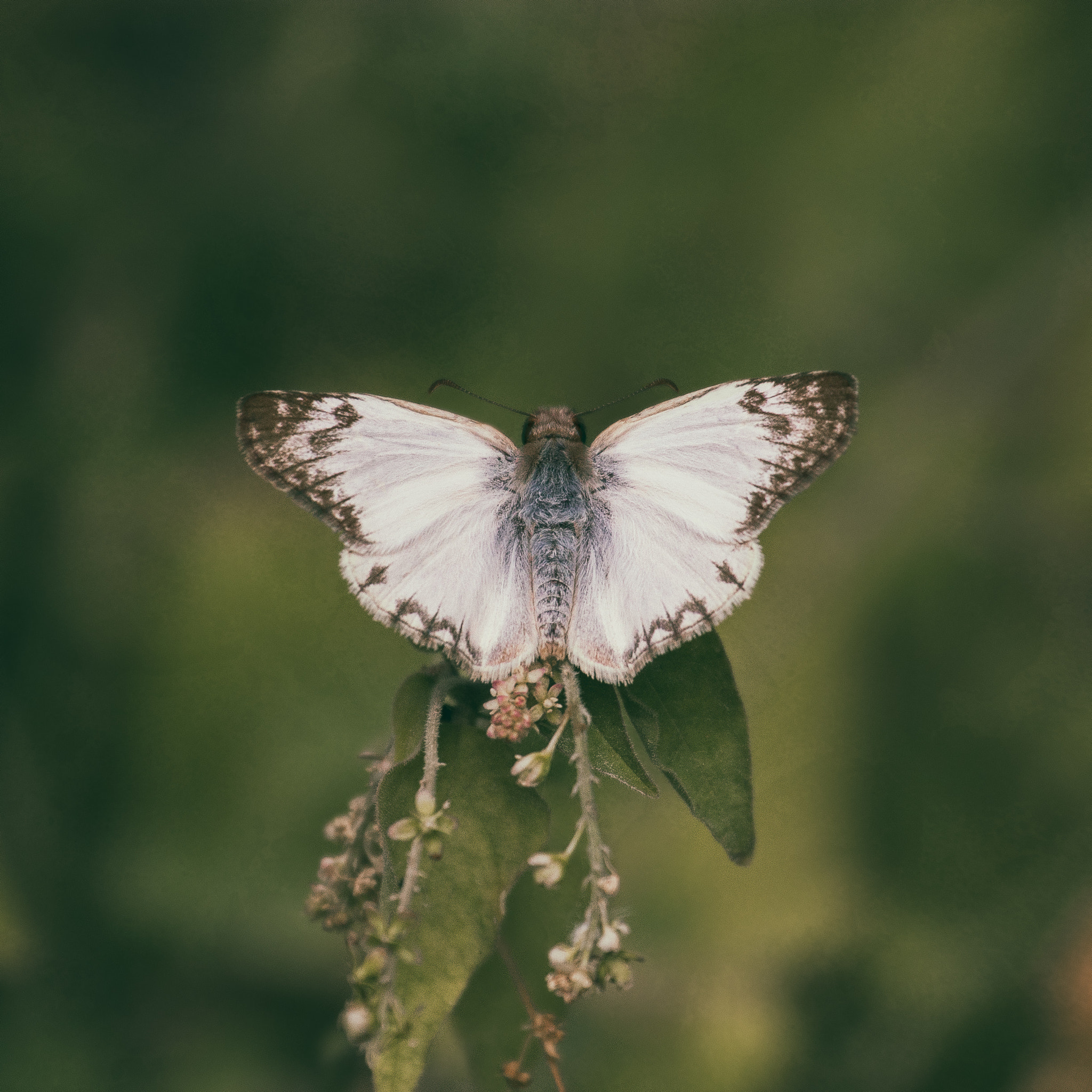 Canon EF 70-300mm F4-5.6L IS USM sample photo. Laviana white-skipper photography