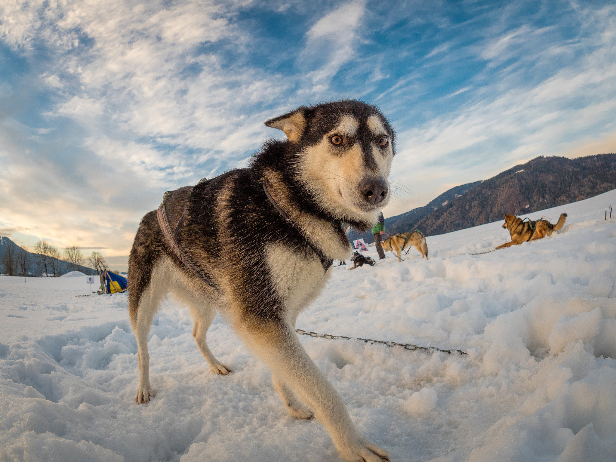 Olympus OM-D E-M5 II + OLYMPUS M.8mm F1.8 sample photo. Schlittenhund 1 photography