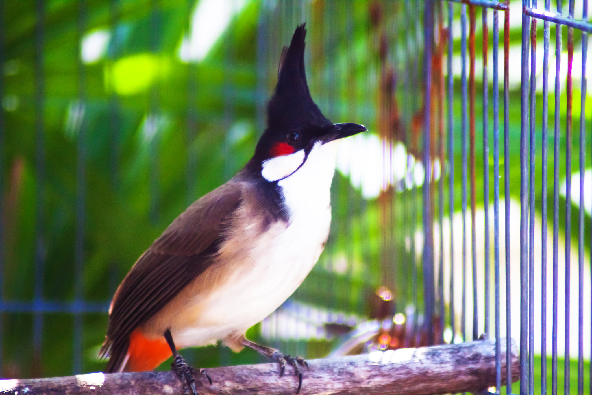 Canon EOS 50D sample photo. A spigot bird photography