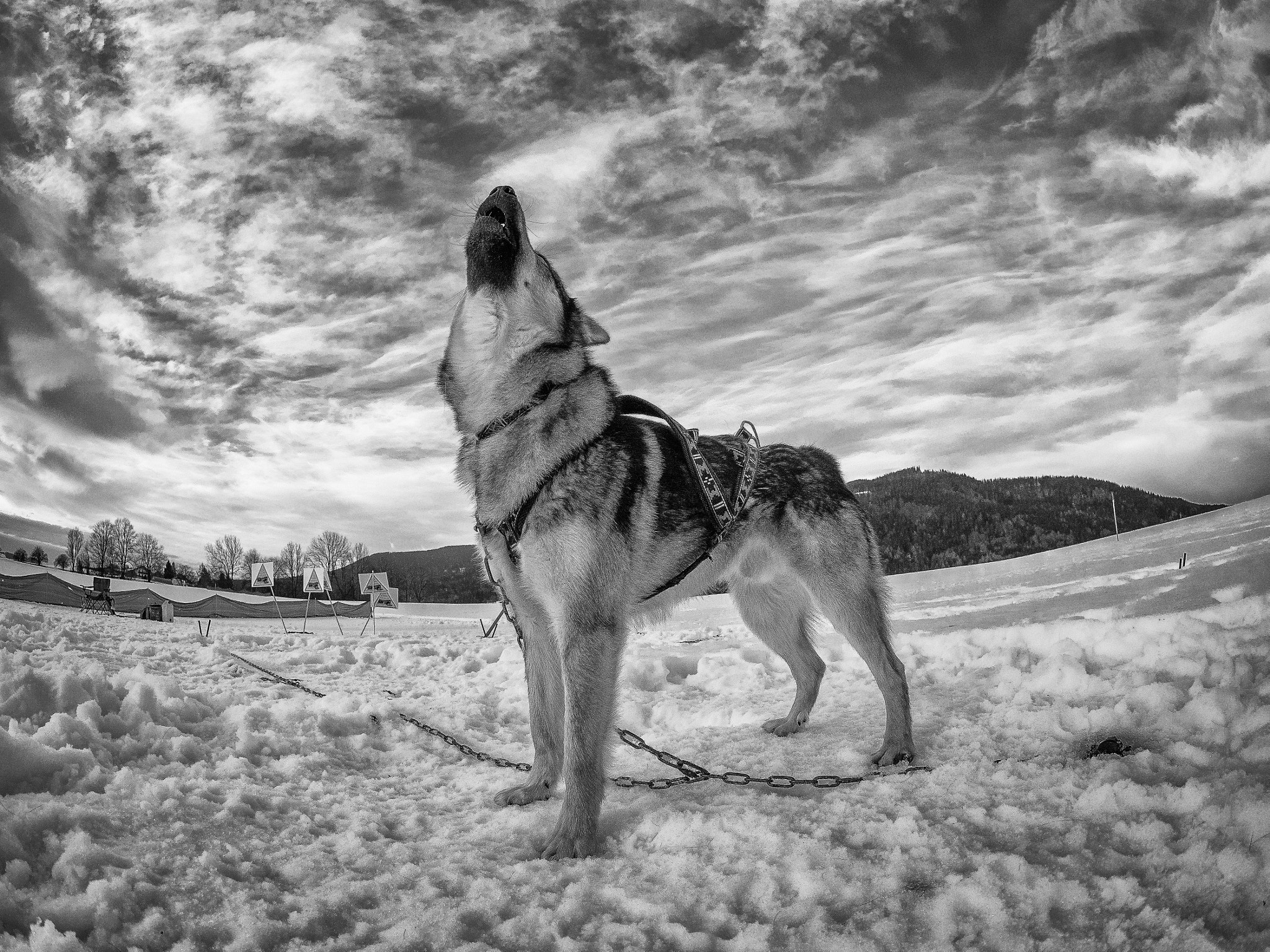 Olympus OM-D E-M5 II + OLYMPUS M.8mm F1.8 sample photo. Schlittenhund 2 photography