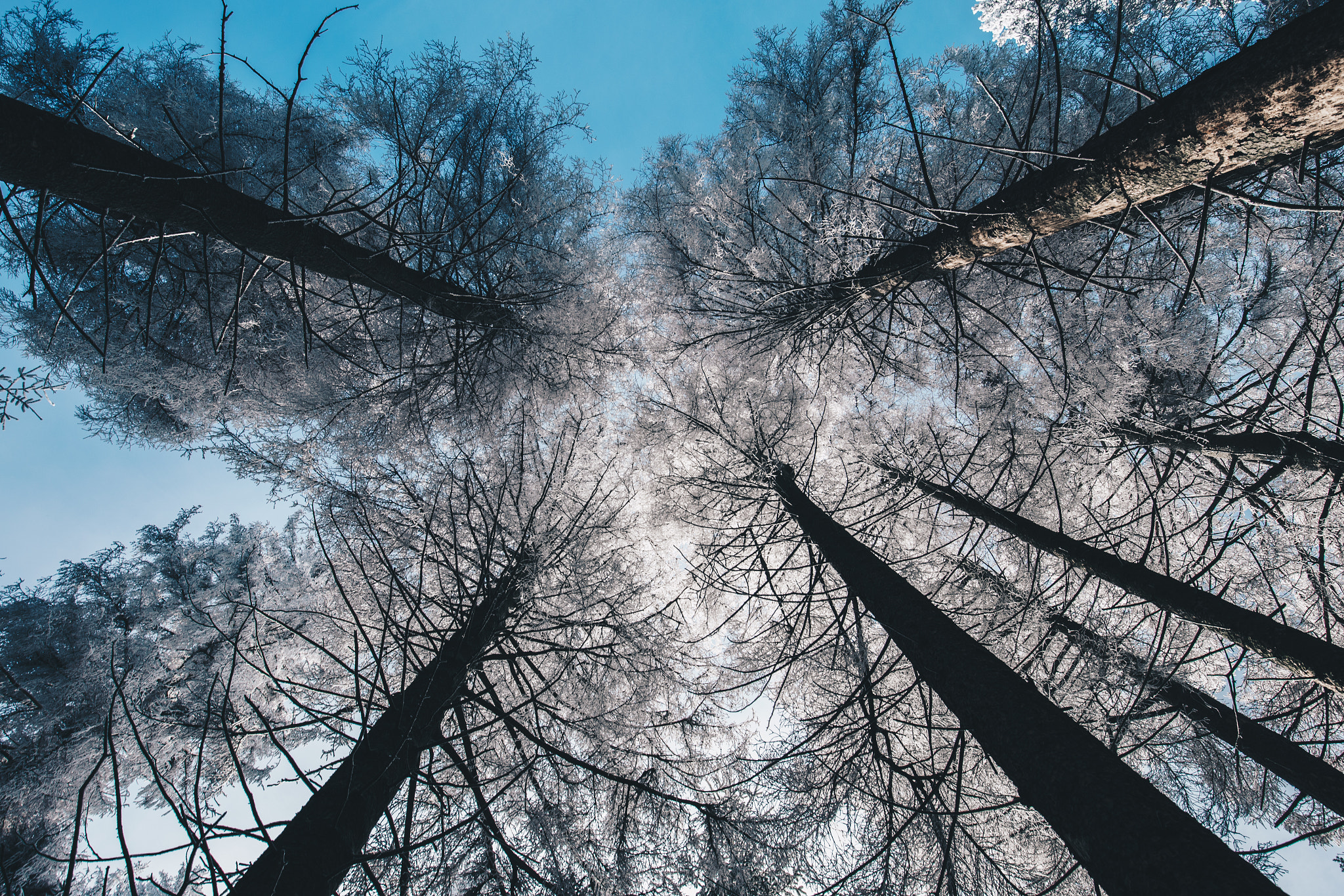 Sony a7 II + Canon EF 16-35mm F4L IS USM sample photo. Frozen trees photography