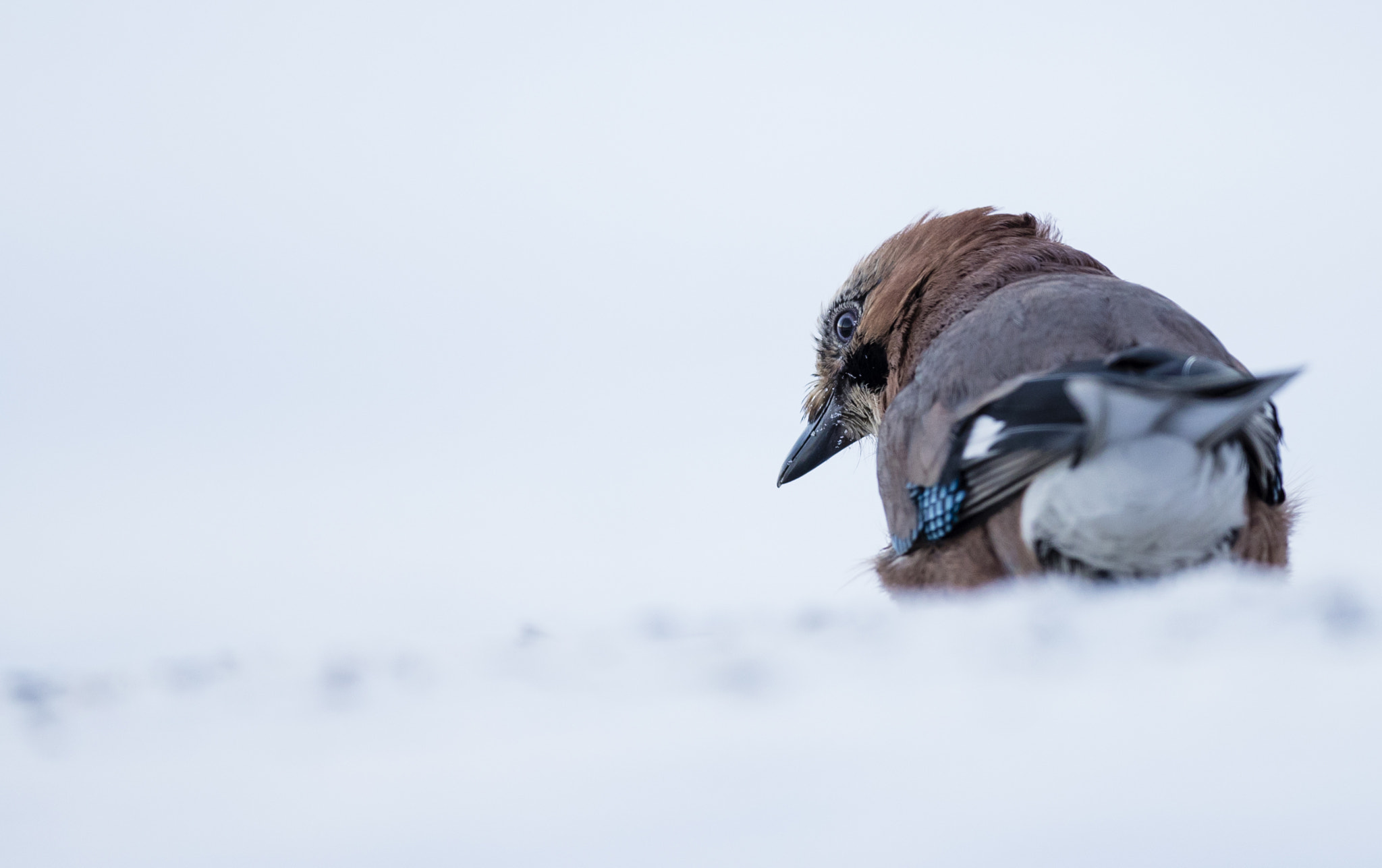 Canon EOS-1D X Mark II + Canon EF 400mm F4.0 DO IS USM sample photo. Backwards glance photography