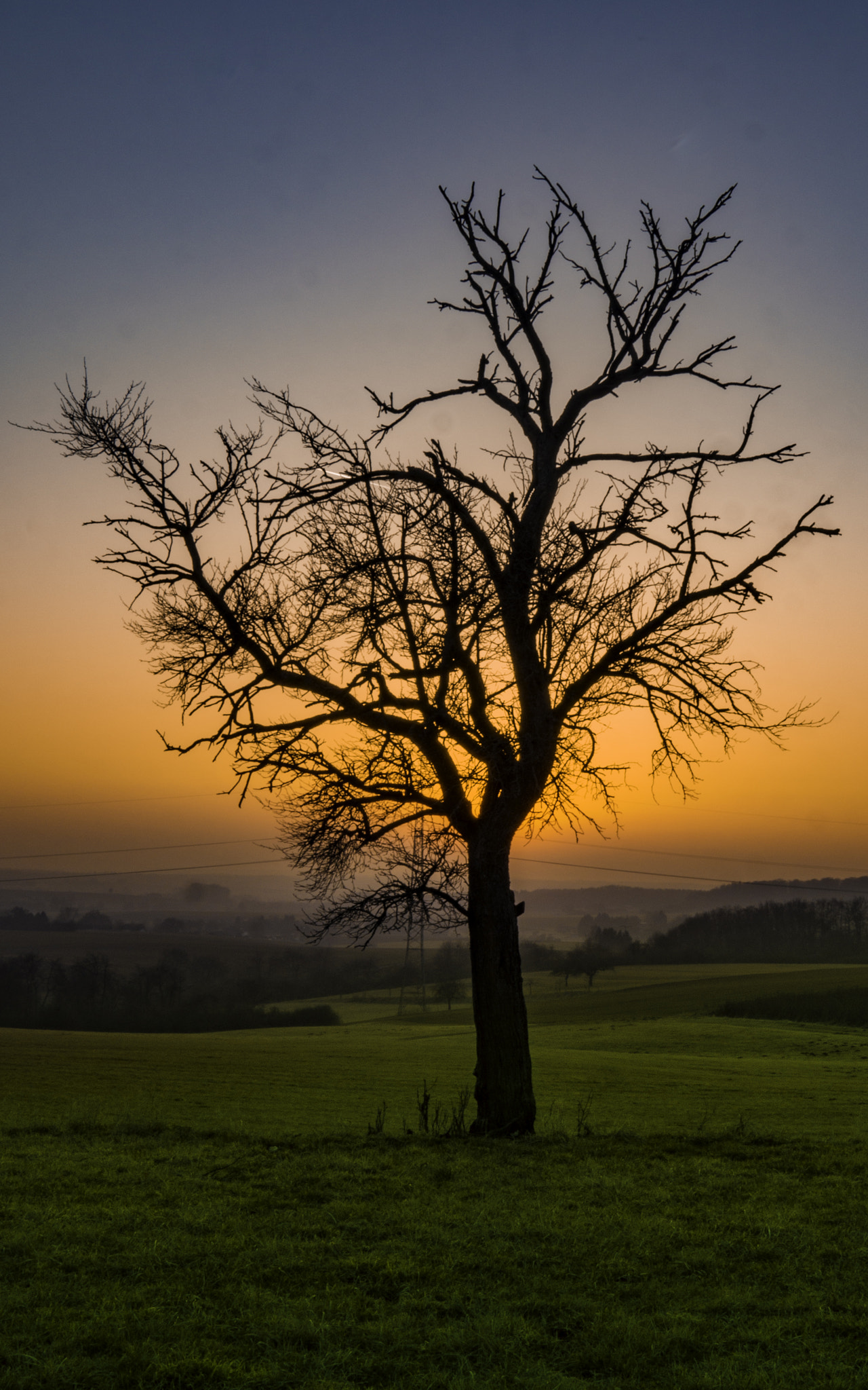 Olympus OM-D E-M10 II + OLYMPUS M.9-18mm F4.0-5.6 sample photo. The sunset tree photography