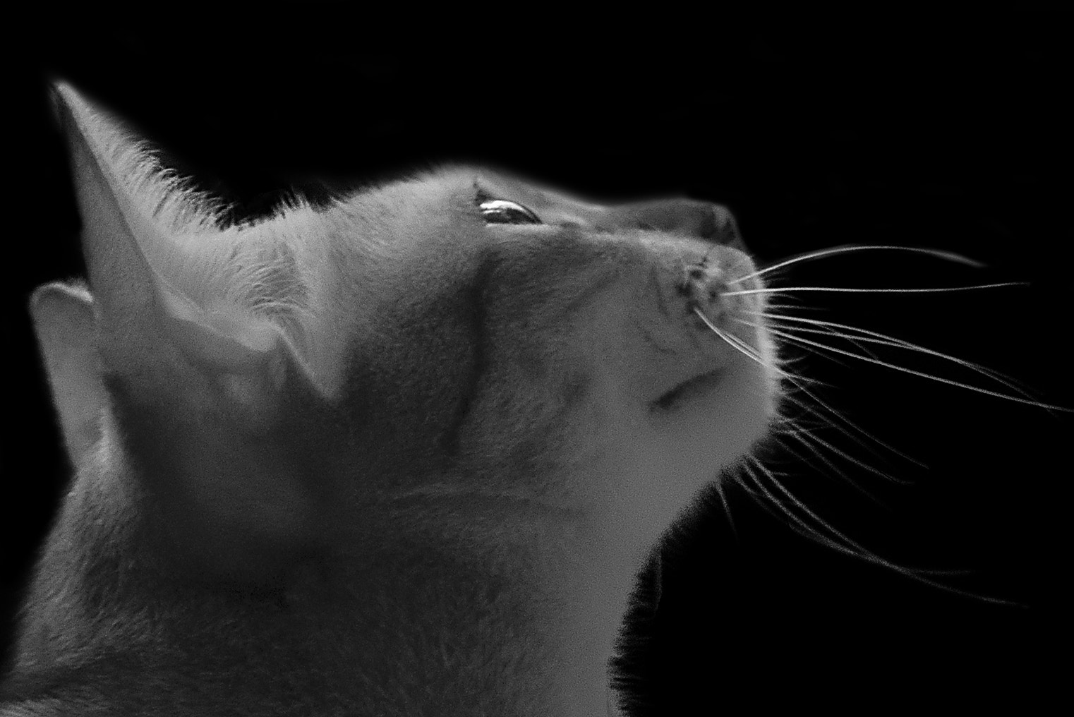 Nikon D610 sample photo. Eye cat photography